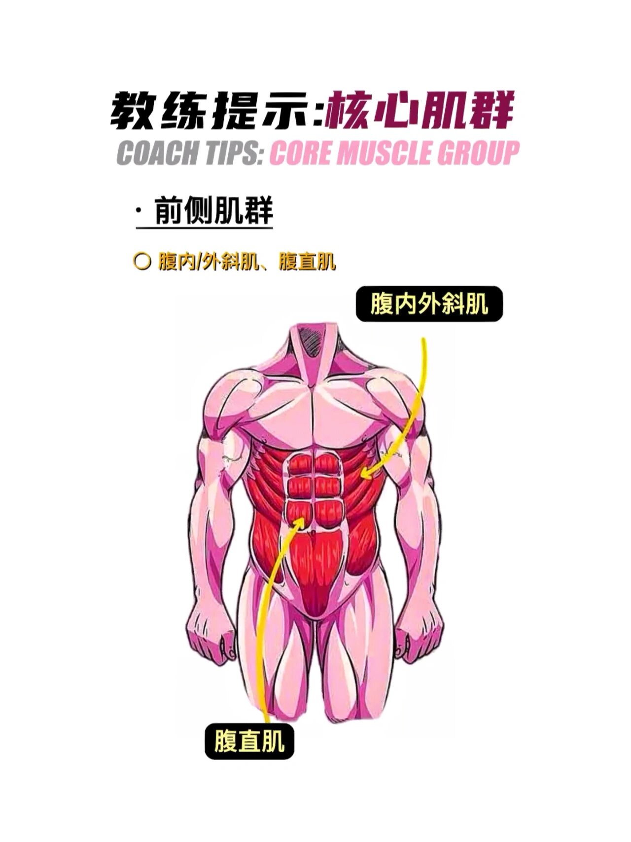 核心难道不是腹肌吗 教你一眼理解核心