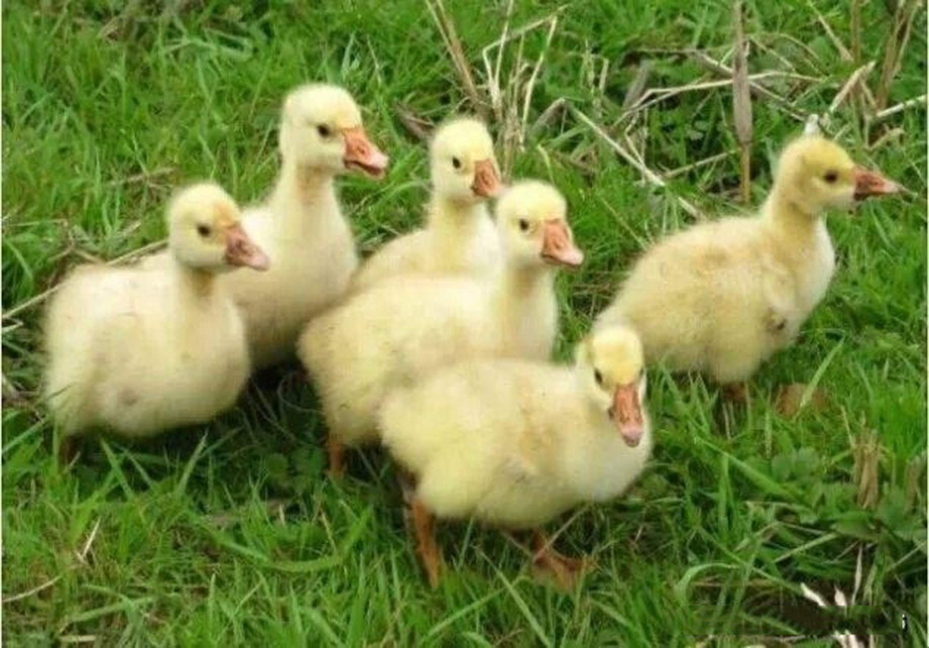 你真的能分辨出小鸭和小鹅吗 在网上找到图,能分辨出小鸭和小鹅的区别