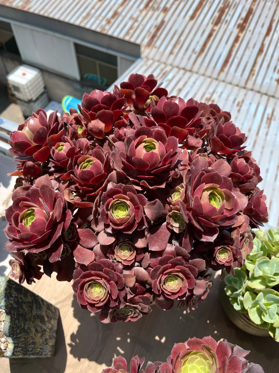 91 万圣节和梅花珀迪,真好看呀～真的是法师最美的季节