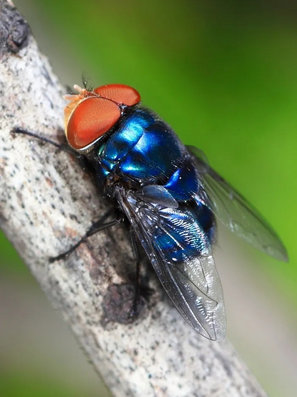 每日识虫~丽蝇 类别 物种类别:飞行害虫 科属:丽蝇科 拉丁名