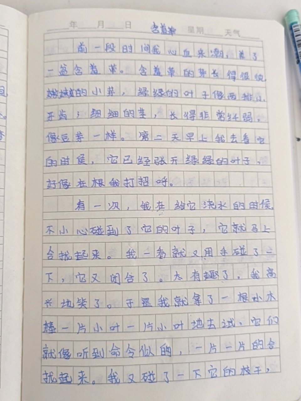 含羞草作文300字3年级图片