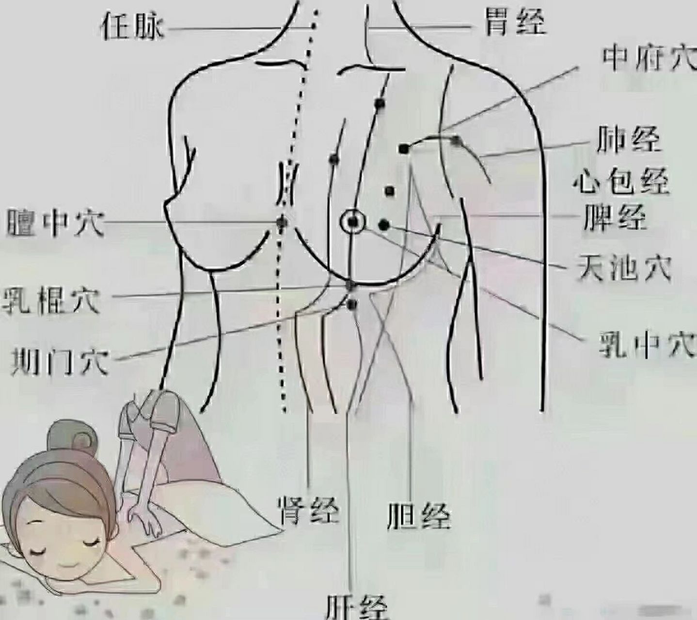 乳房九大经络位置图图片