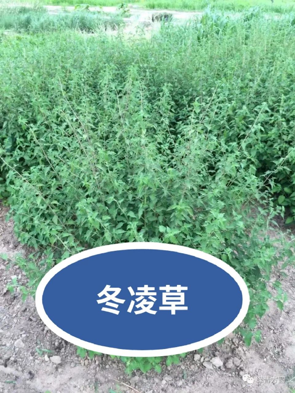 具有药用功效的乡土植物——冬凌草 记得小时候妈妈经常去沟坡里采摘