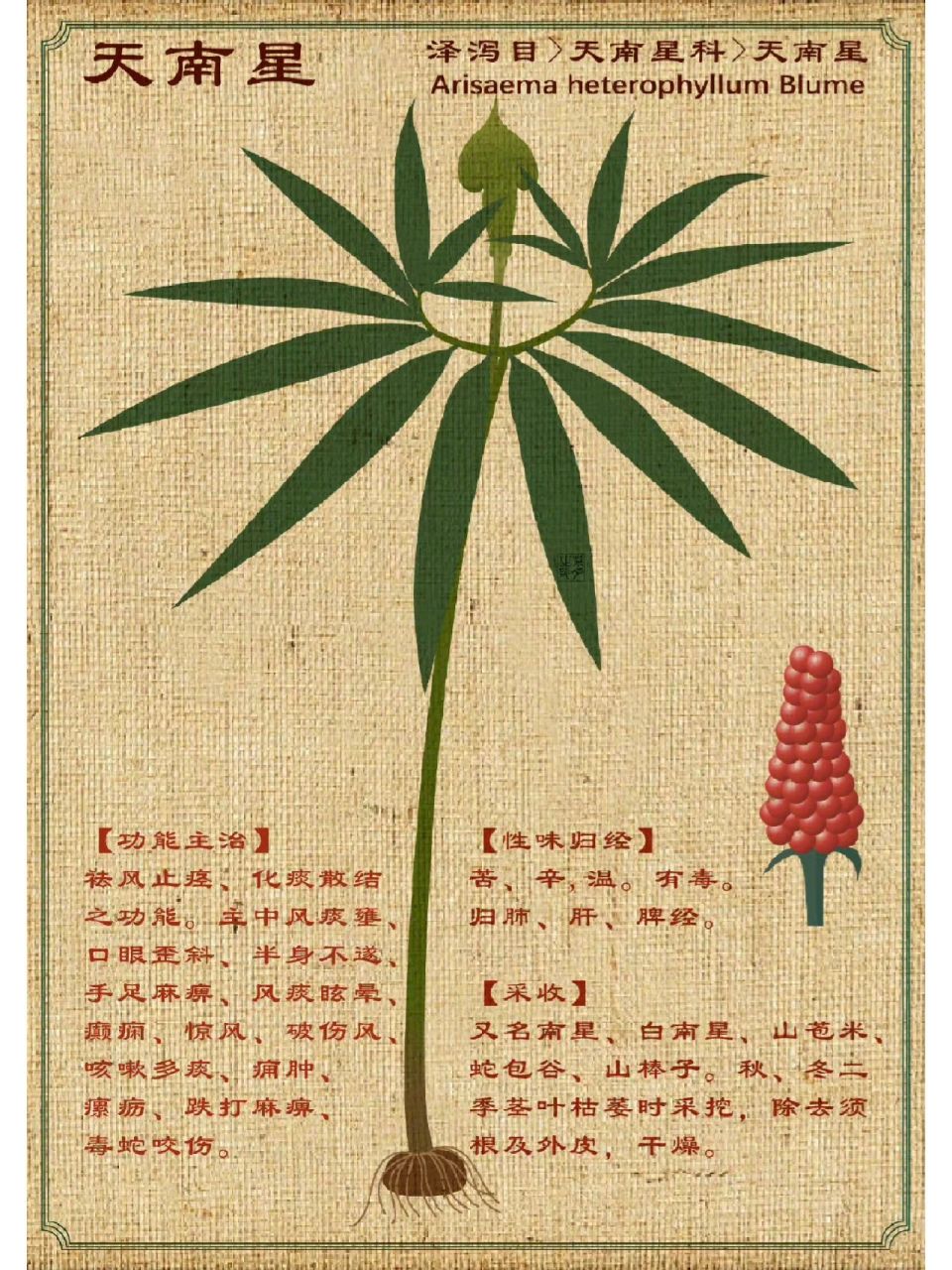 又名南星,白南星,山苞米,蛇包谷,山棒子.