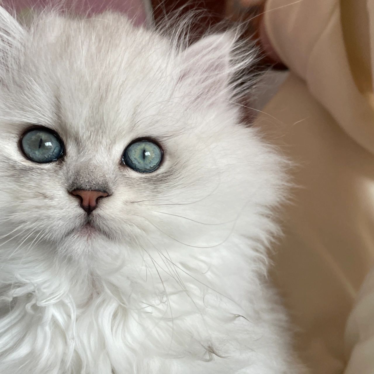 猫咪褪蓝膜记录95 nico的蓝膜褪完啦～ 图16615 :3月5日晚 图2