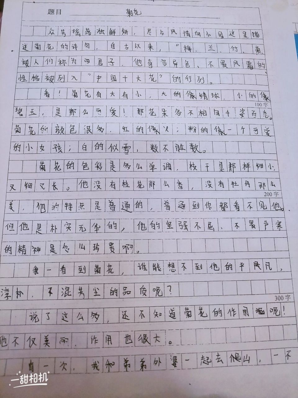 菊花作文50个字图片