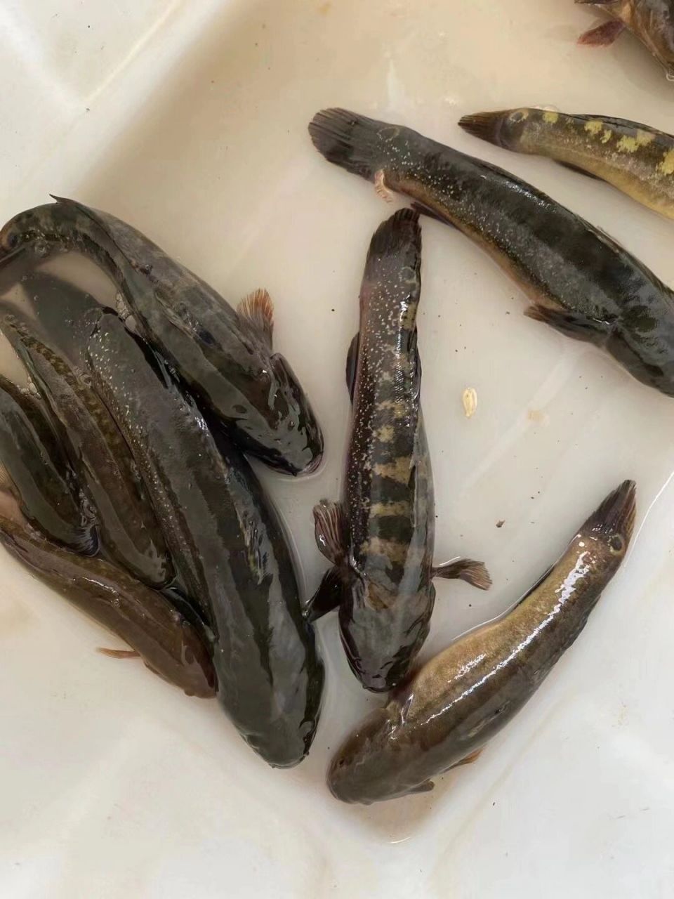 三门小海鲜 零星的蟹虎鱼,跳跳鱼.