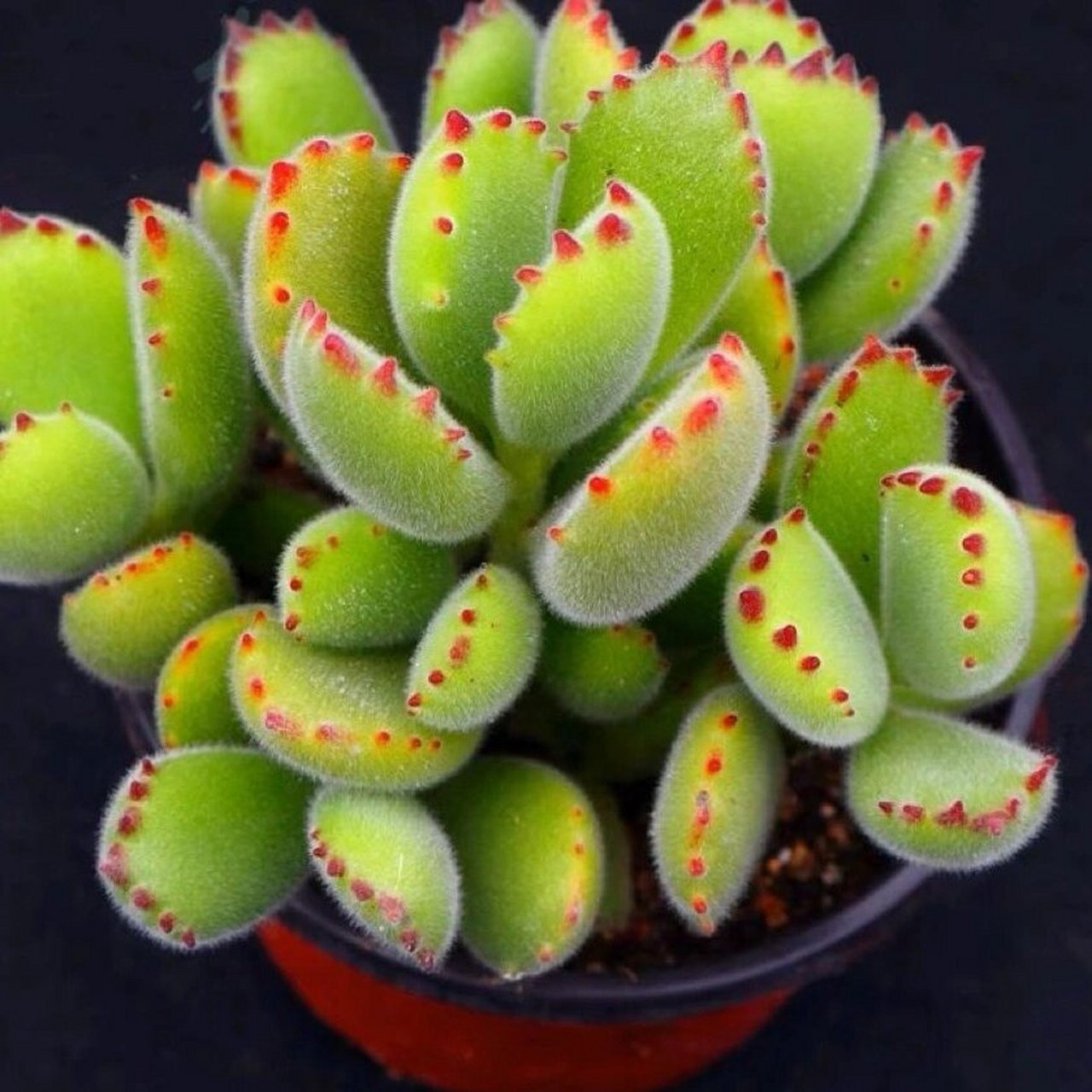 第3期:每日认识一种多肉—熊童子 多肉熊童子是多肉植物中的一种,其