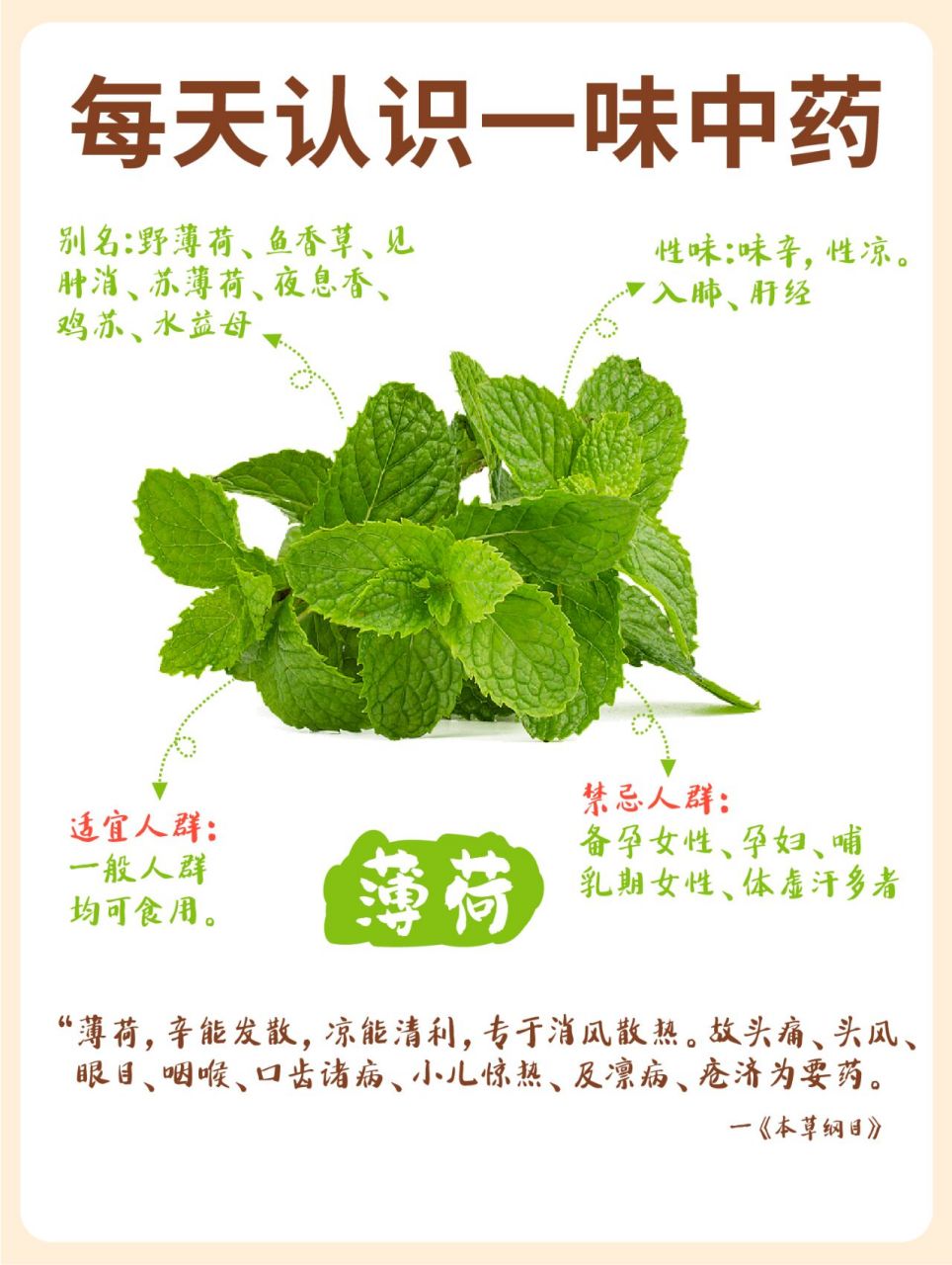 薄荷 | 每天认识一味药 95薄荷,中药名,土名叫"银丹草" 78别名:野