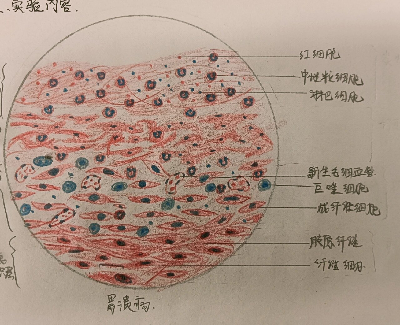 心壁切片手绘图图片