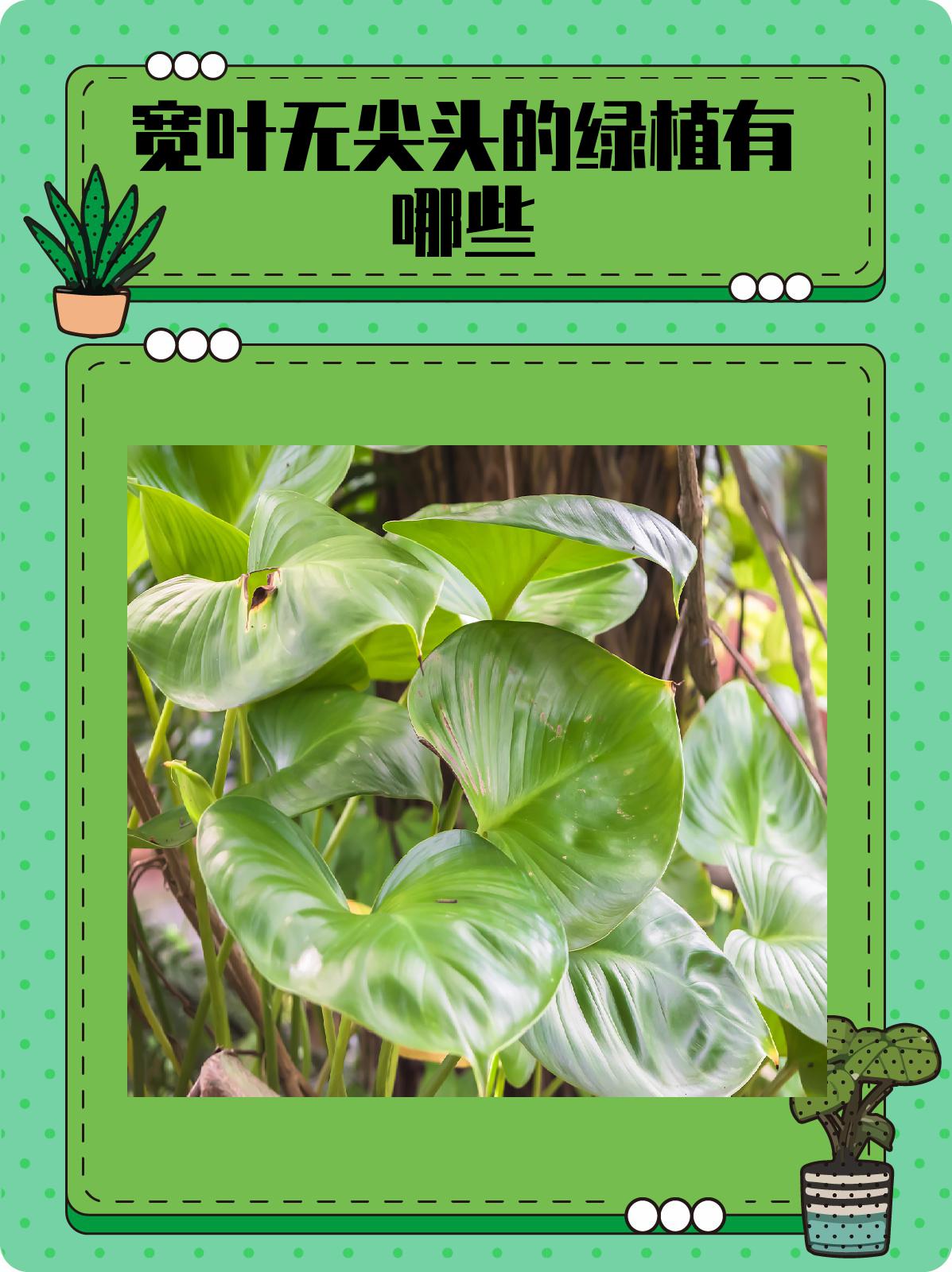 宽叶无尖头的绿植有哪些