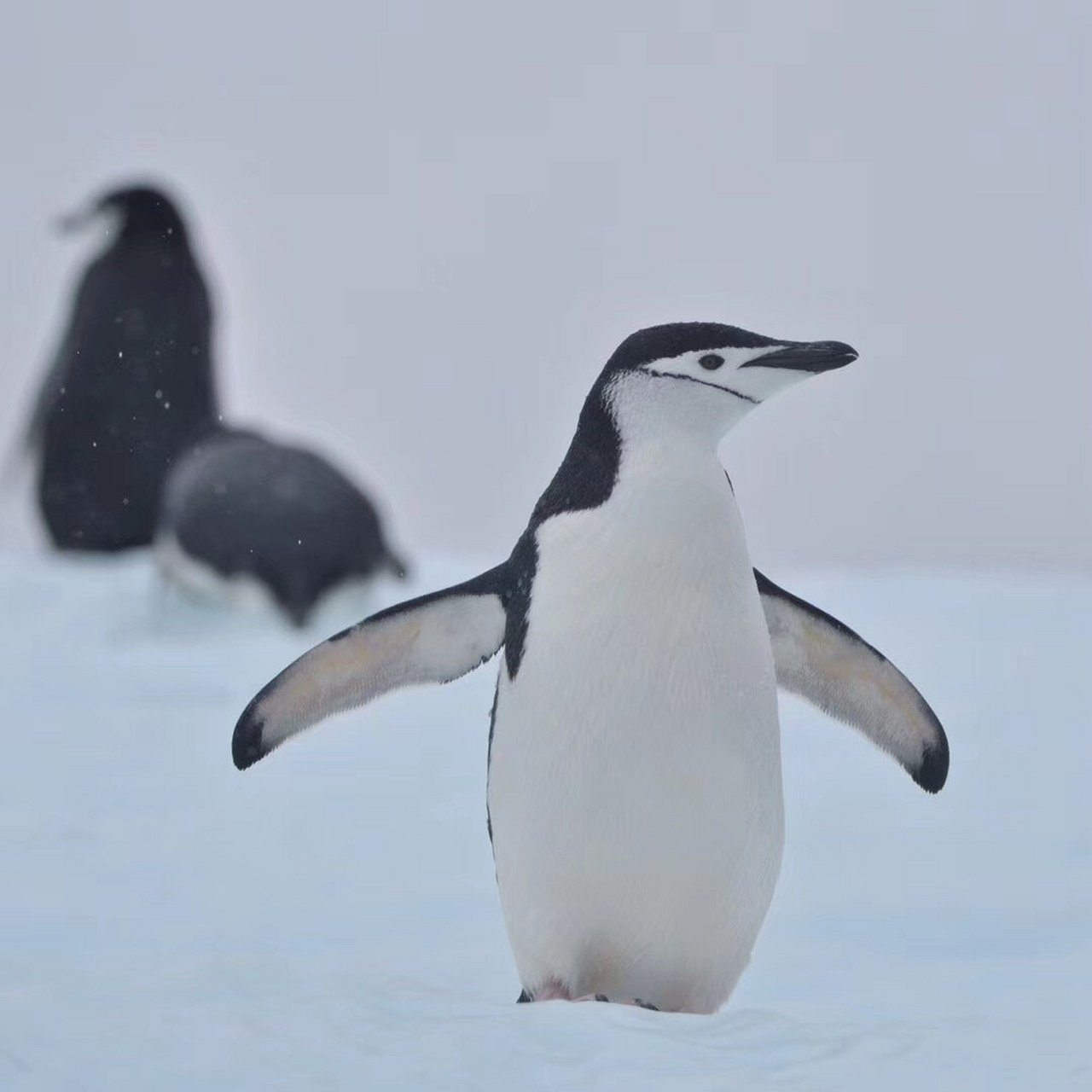 你认识南极8种企鹅 中英文名称对照 7815all 8 types of penguins