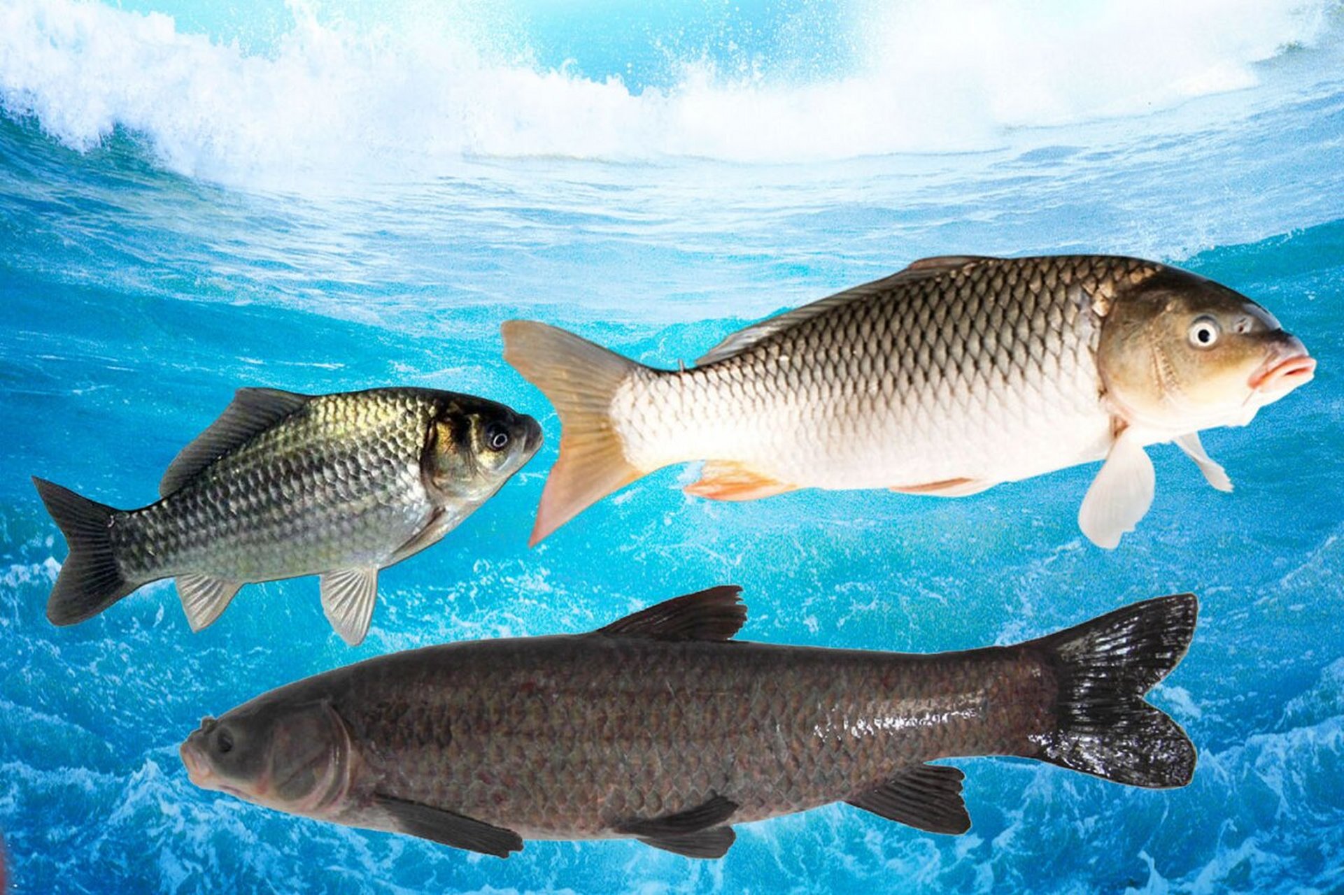 钓鱼的最佳水温和气温,鱼口会好很多 池塘春暖水纹开,水暖鱼多钓者来.
