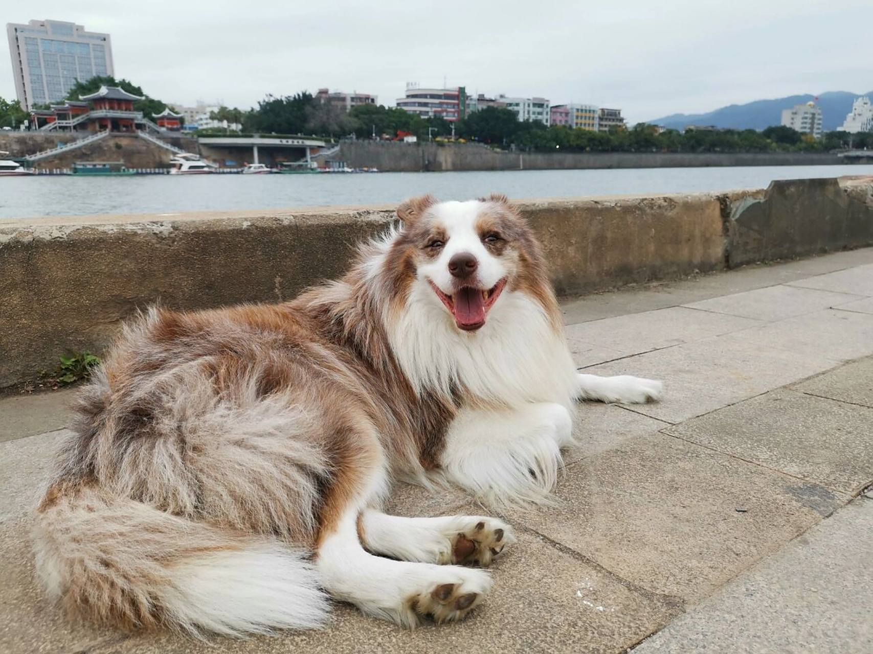 三色红陨石边牧欣赏 厦门回访来一个定居在厦门的三色红陨石边牧弟弟