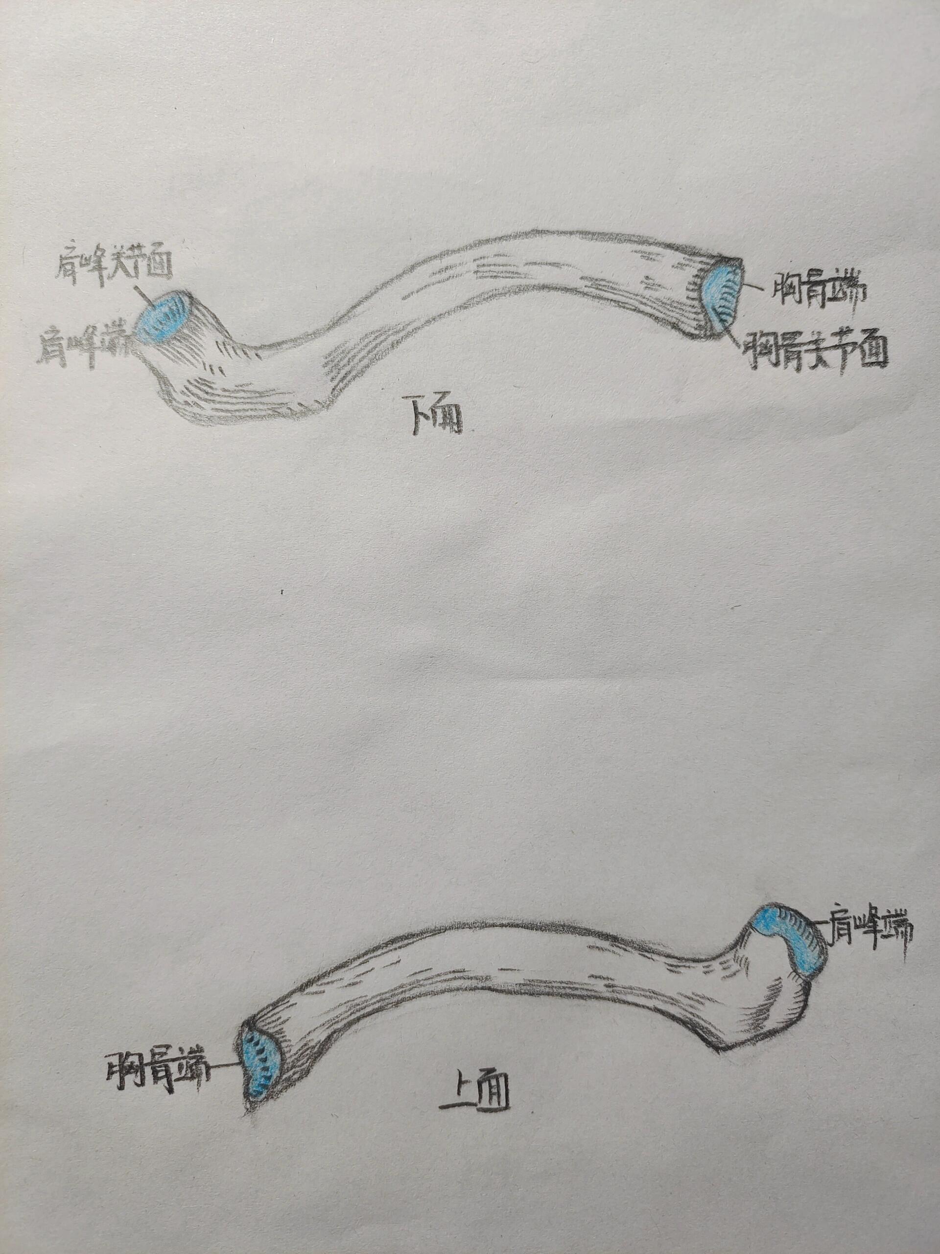 锁骨解剖图 手绘图片