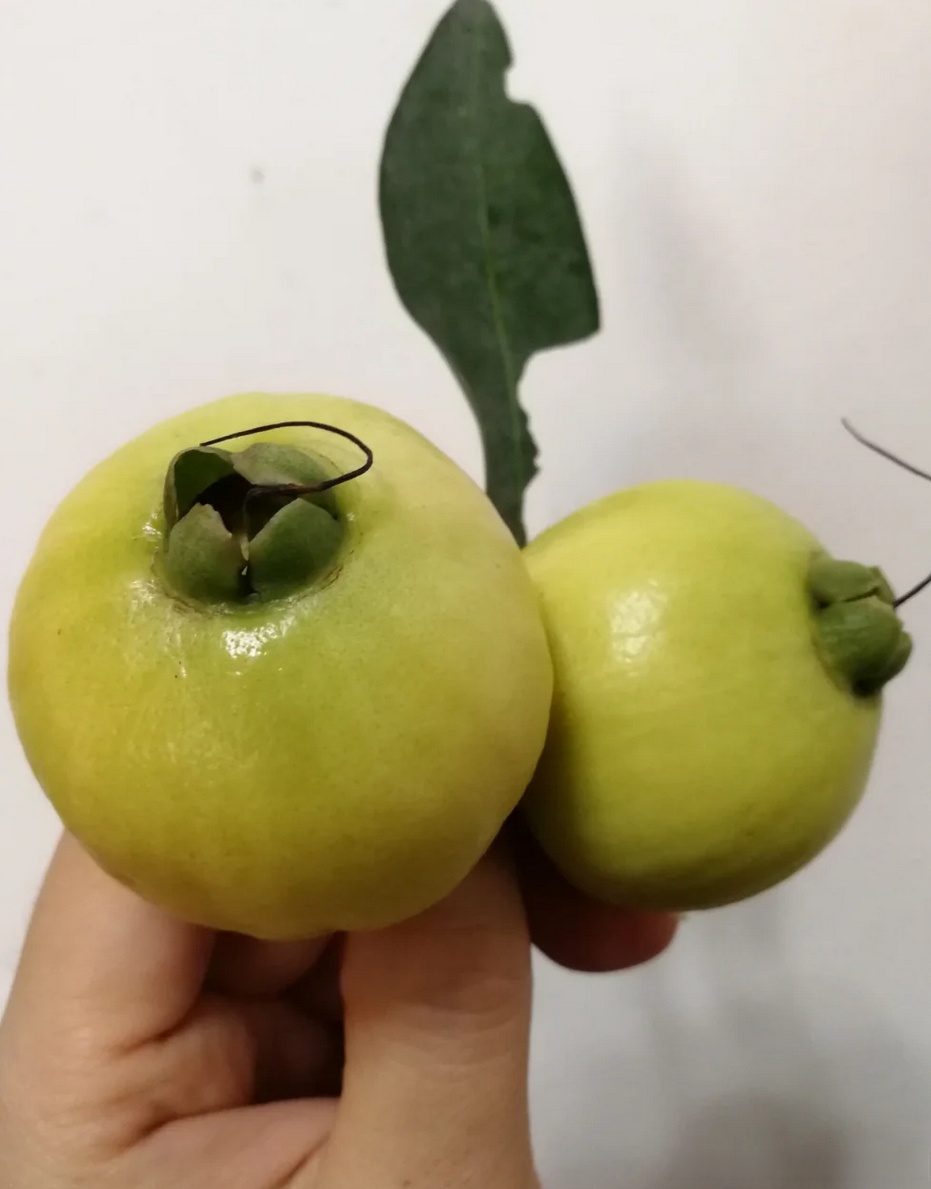 刚刚在小区遛狗的时候遇到一个遛鸟的大叔在摘果子,很好奇就过去问