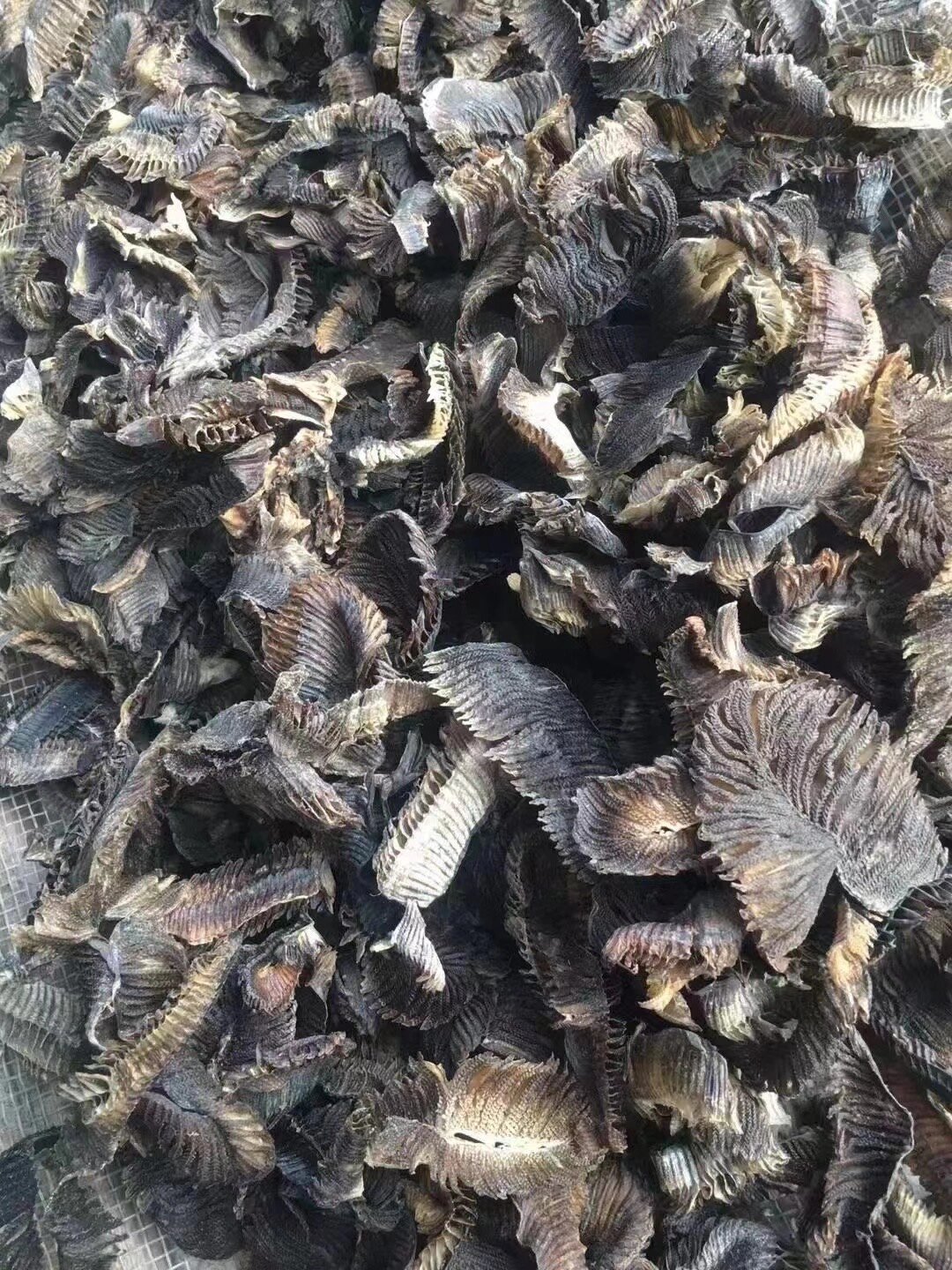 膨鱼腮——魔鬼鱼的鱼鳃 膨鱼腮——魔鬼鱼的鱼鳃,潮汕地区称之为甲燕