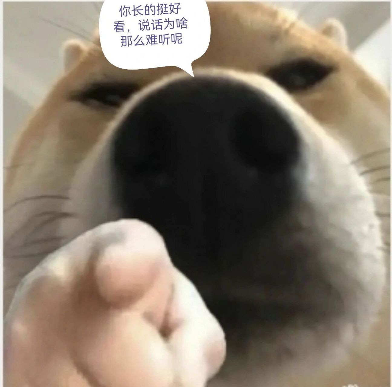 狗狗骂人表情包