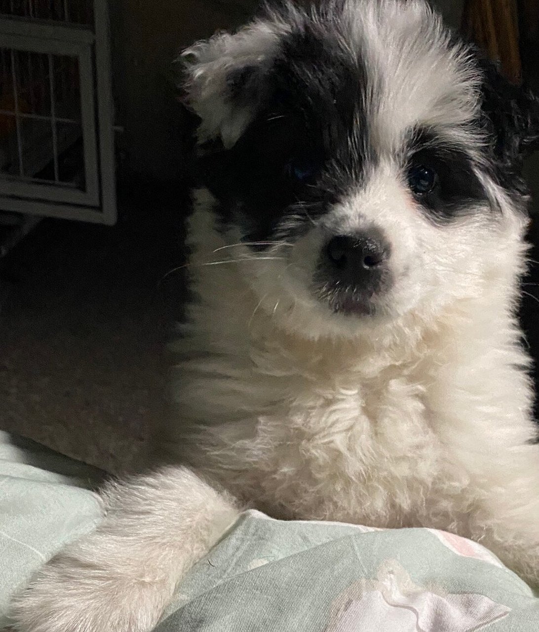 边牧泰迪串串的颜值真的随机 小时候抱过来的时以为长大能像边牧一样