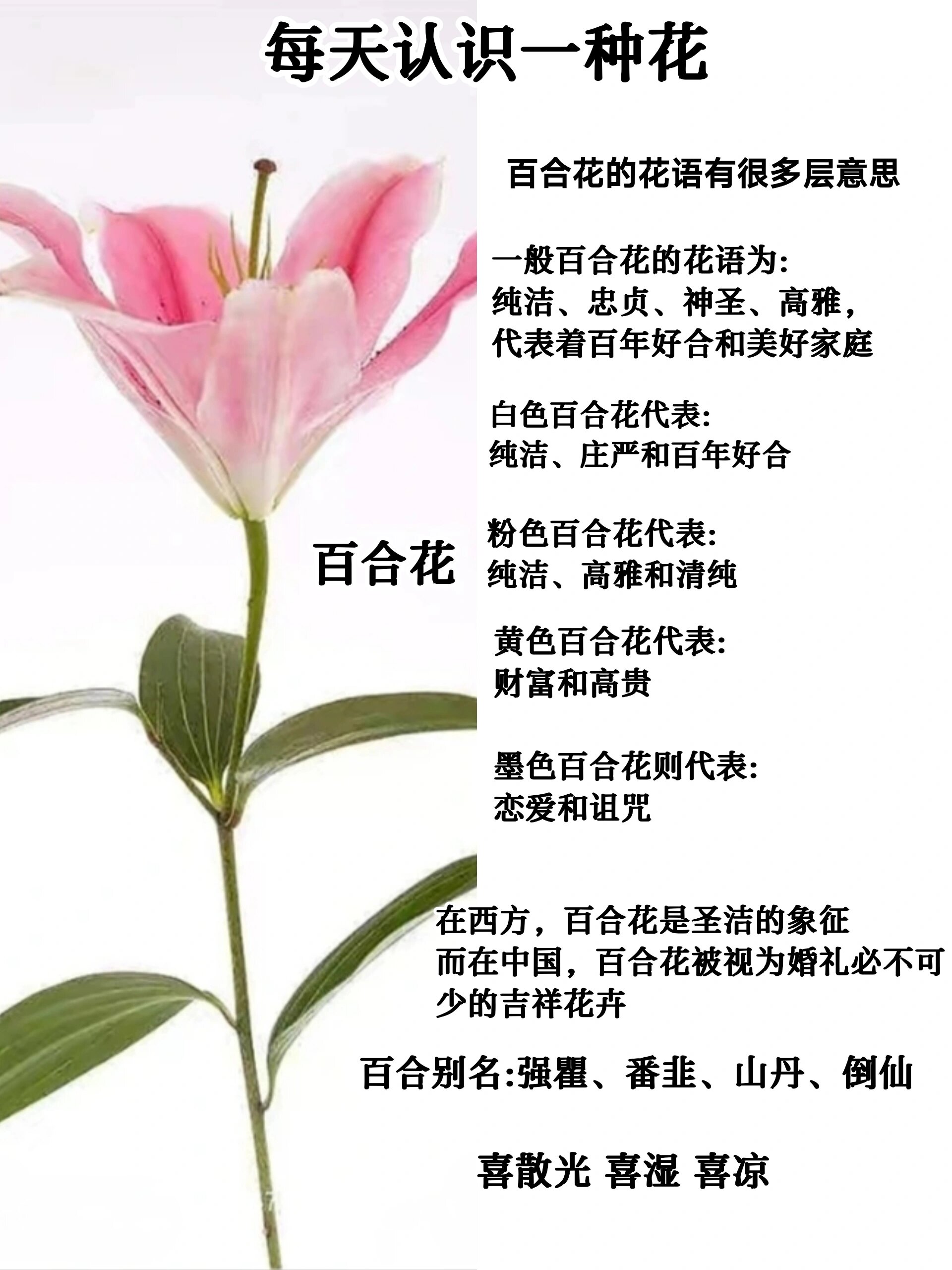 每天认识一种花-百合花94