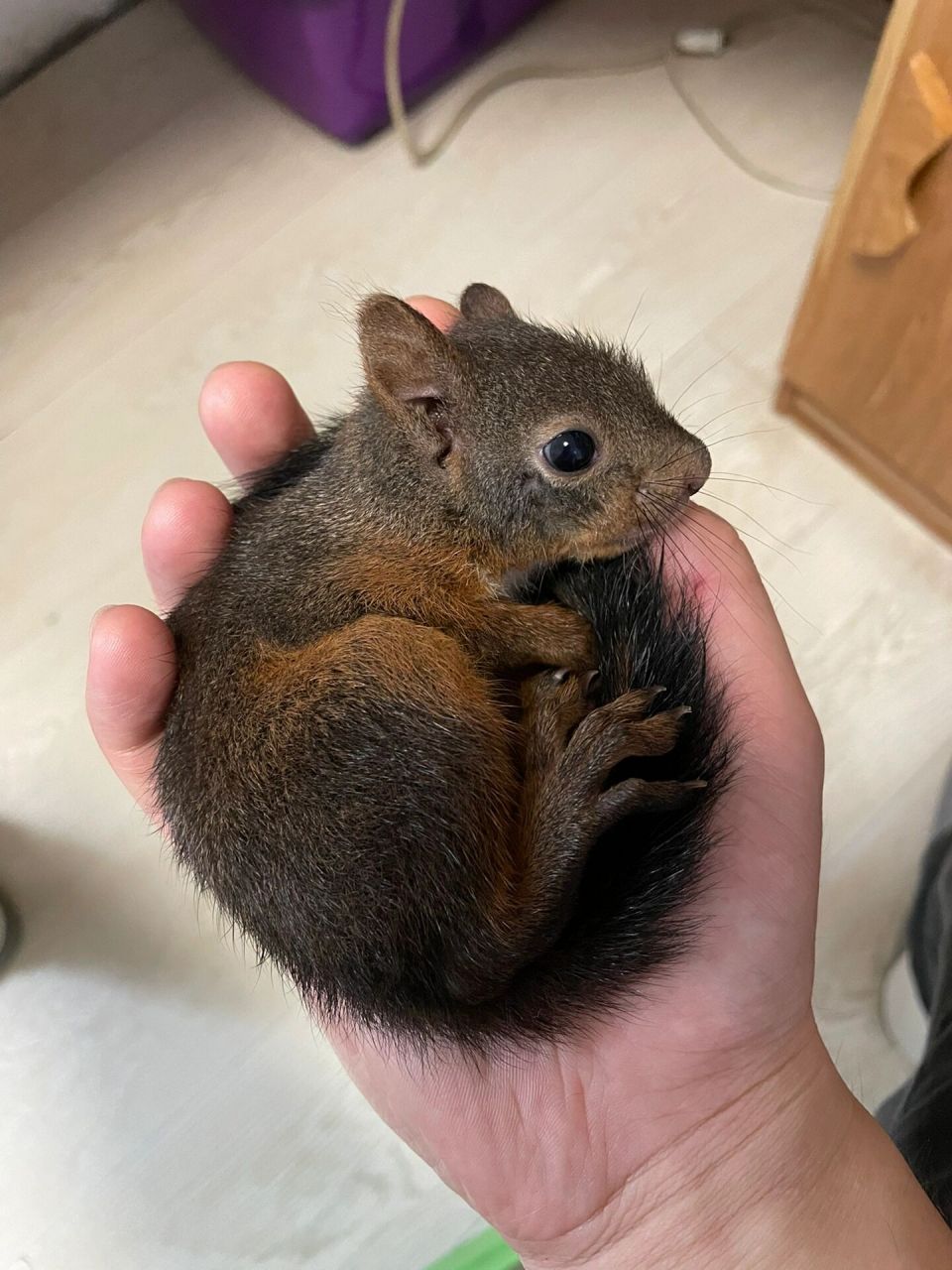 浅谈松鼠驯养篇(二):对养松鼠的建议 接上篇: 松鼠50天左右以后会蹦