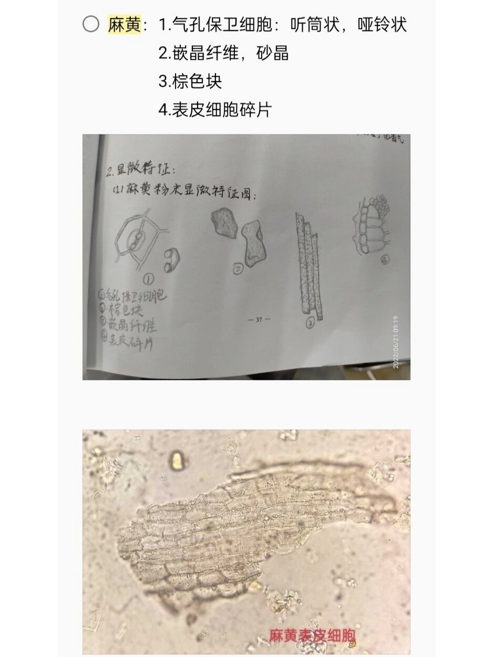 学科笔记|中药粉末显微特征鉴别 1⃣麻黄:1