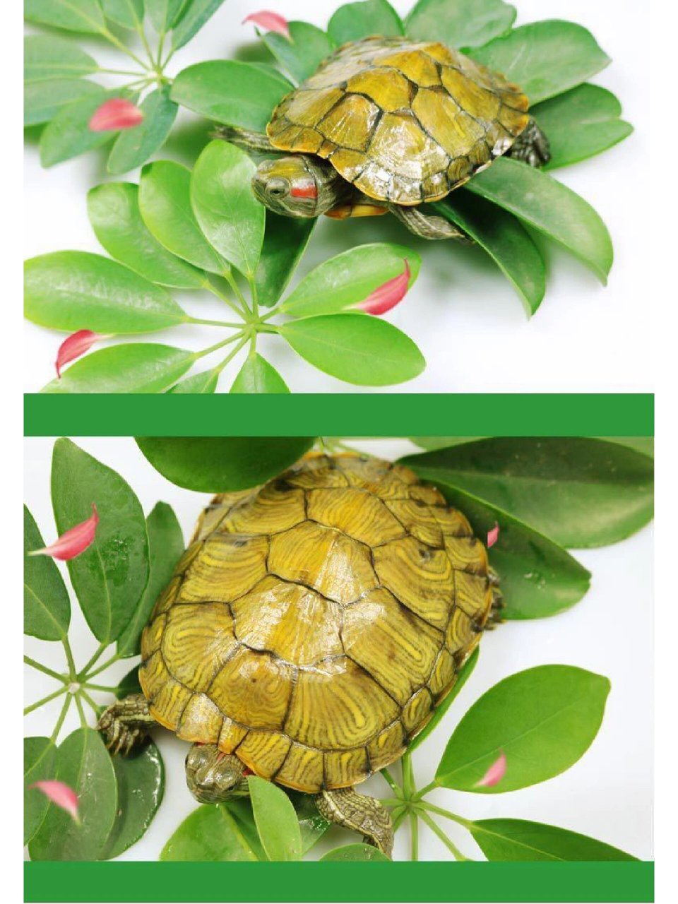 巴西龟 (巴西龟)红耳彩龟(学名:trachemys scripta elegans)是泽龟科