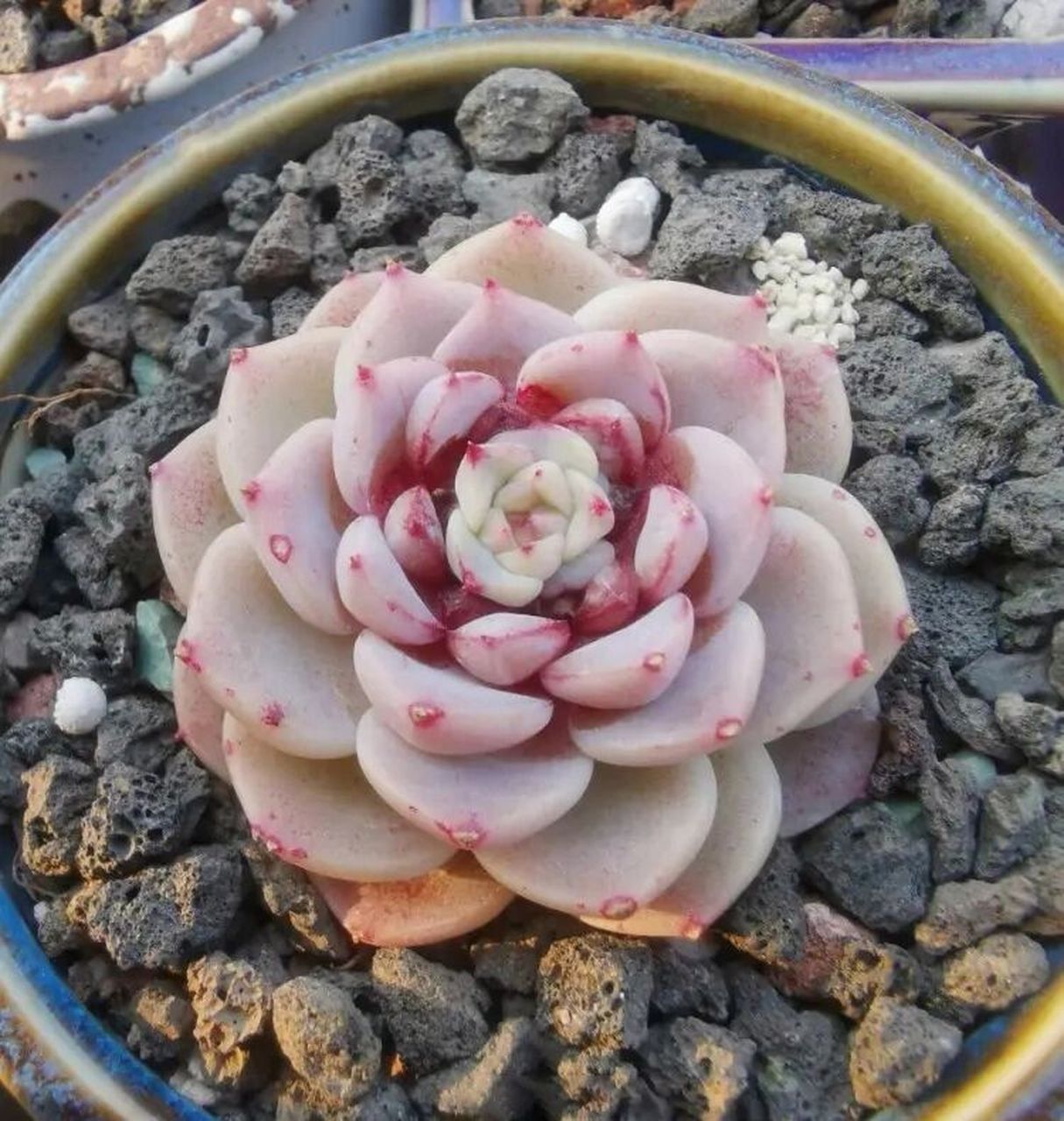 每天认识一种多肉  天鹅绒 每天认识一种多肉  天鹅绒 	 天鹅绒是