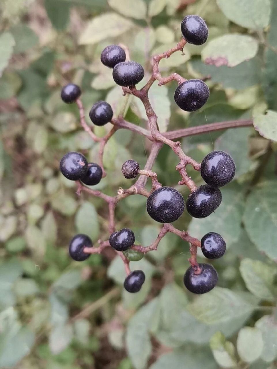 乌蔹莓 别名:五叶藤,五龙草,母猪菜 乌蔹莓果实具有毒性.