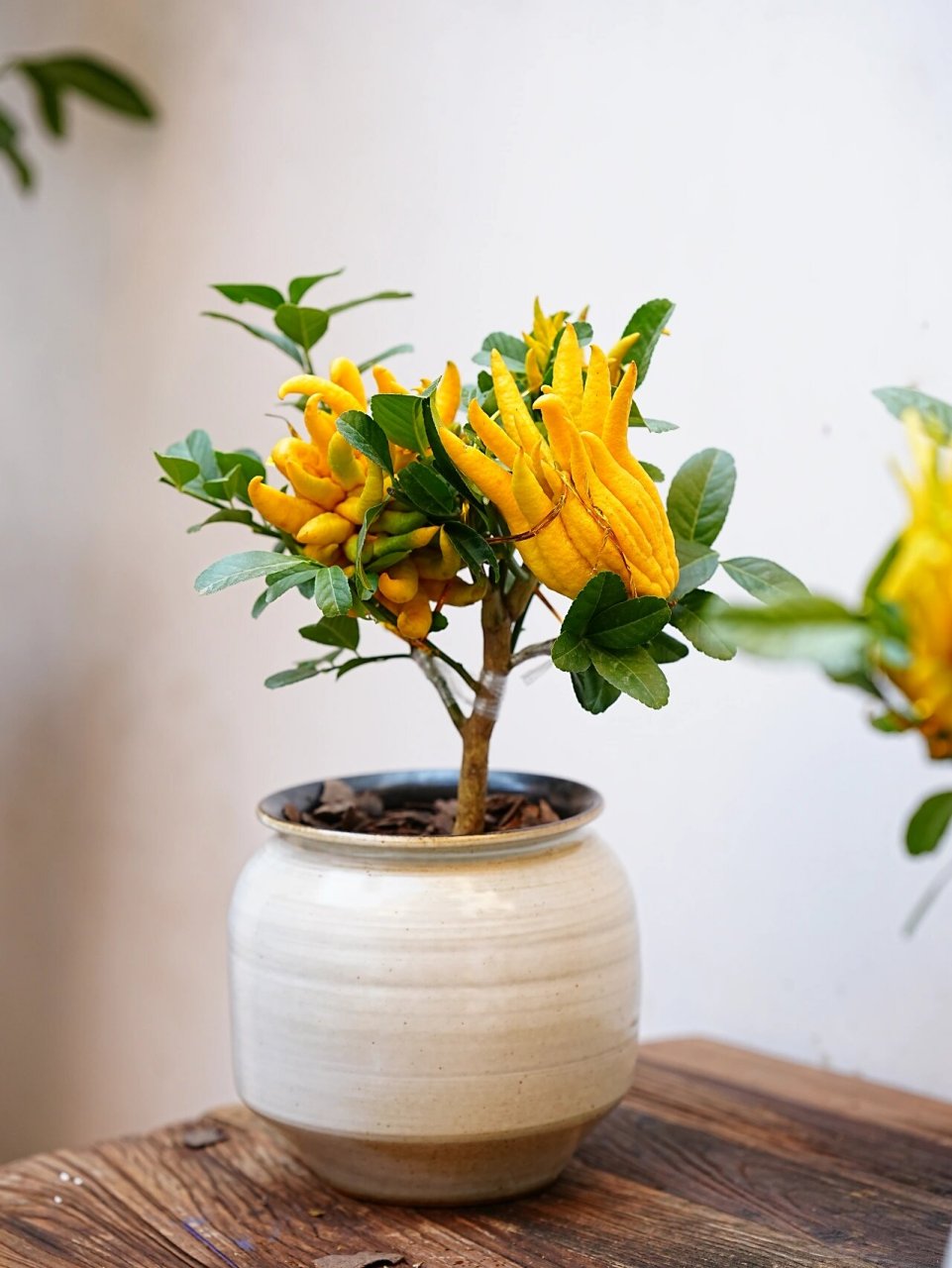 佛手:芸香科柑橘属性植物 又名:吉祥果,佛手柑 成熟的佛手颜色金黄,并