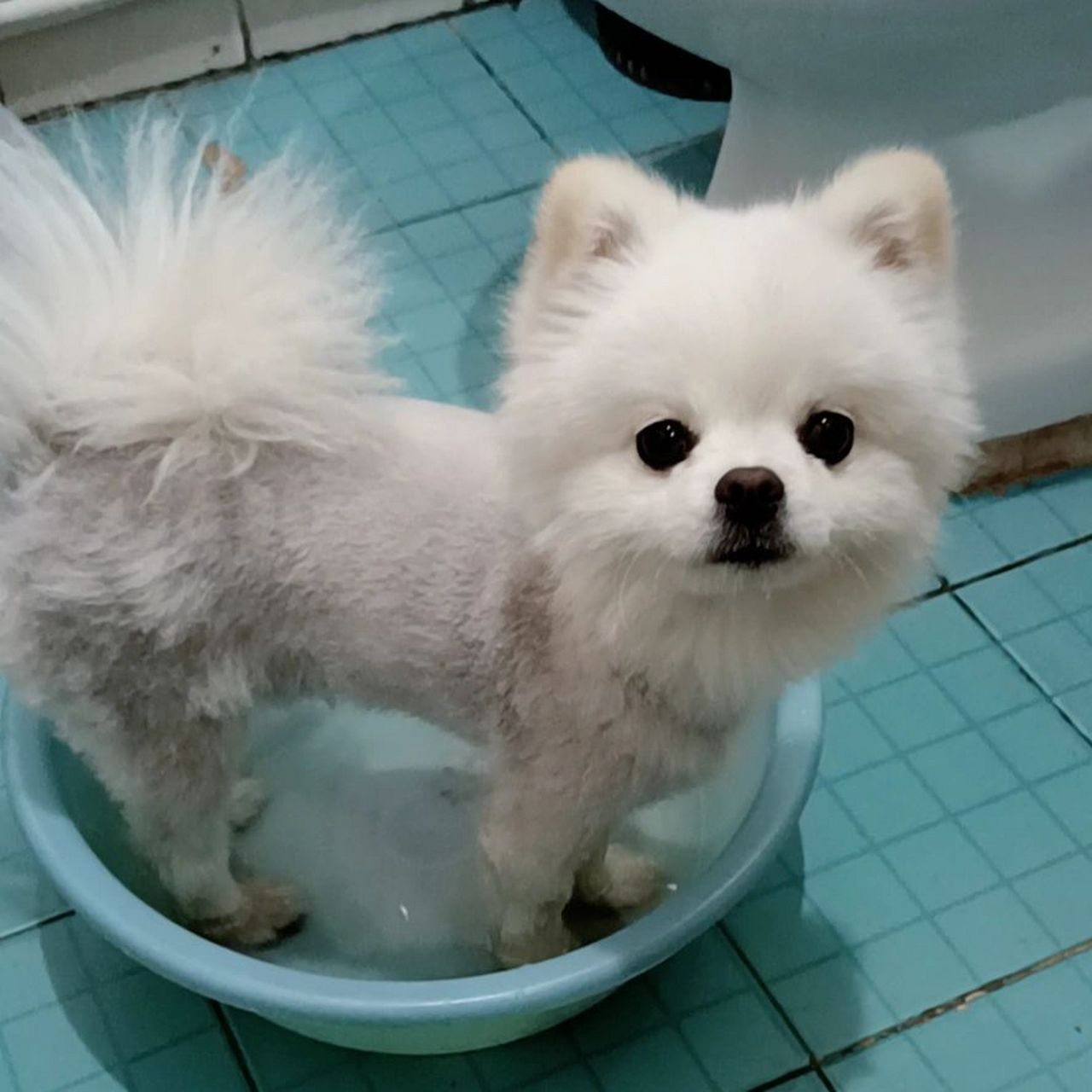 狗狗已经一岁半了   一月份剪了毛   现在其他地方陆陆续续长毛了就 