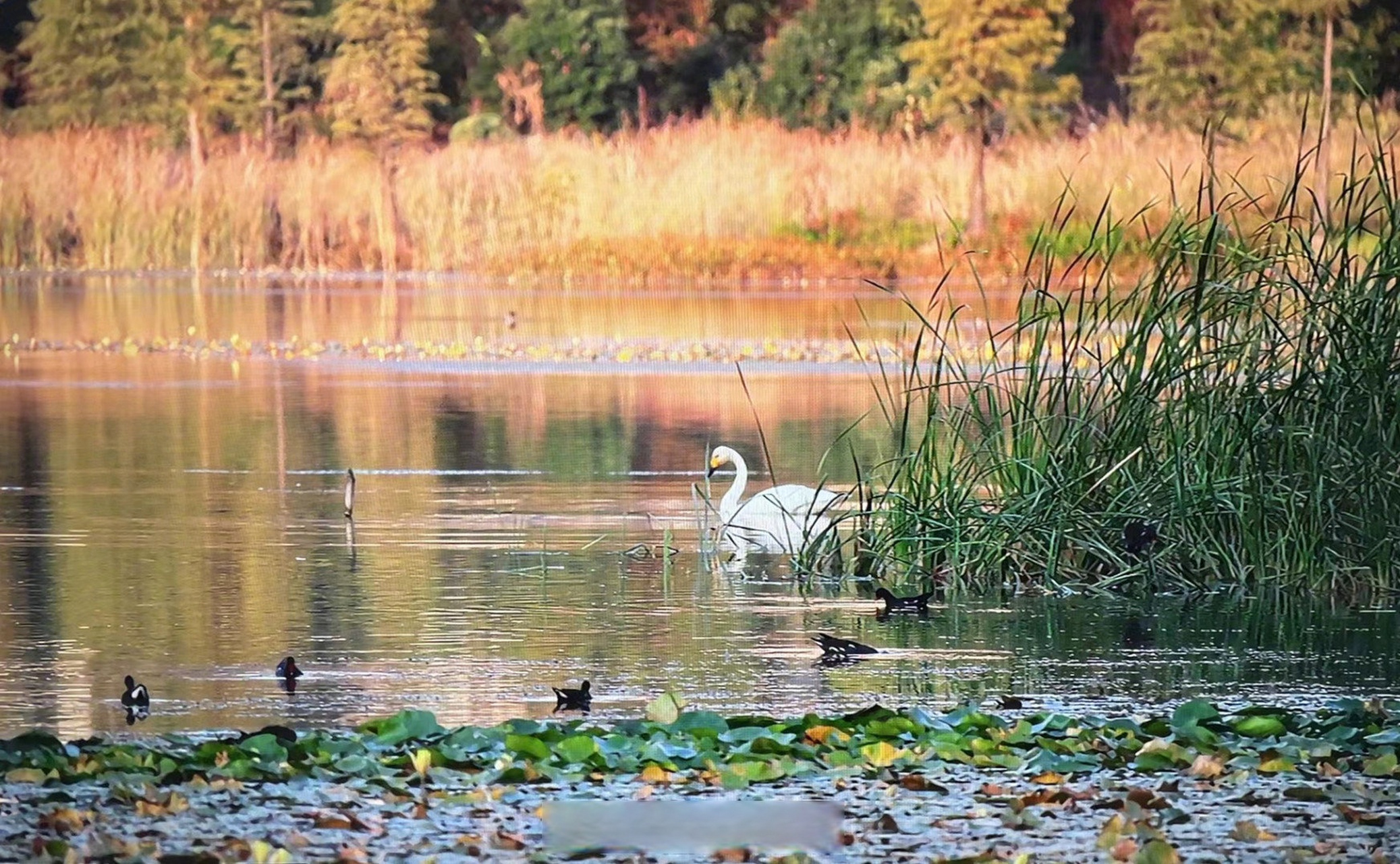 【长沙梅溪湖来了一对小天鹅】"几天前,我看到湖里有一对大型水鸟.