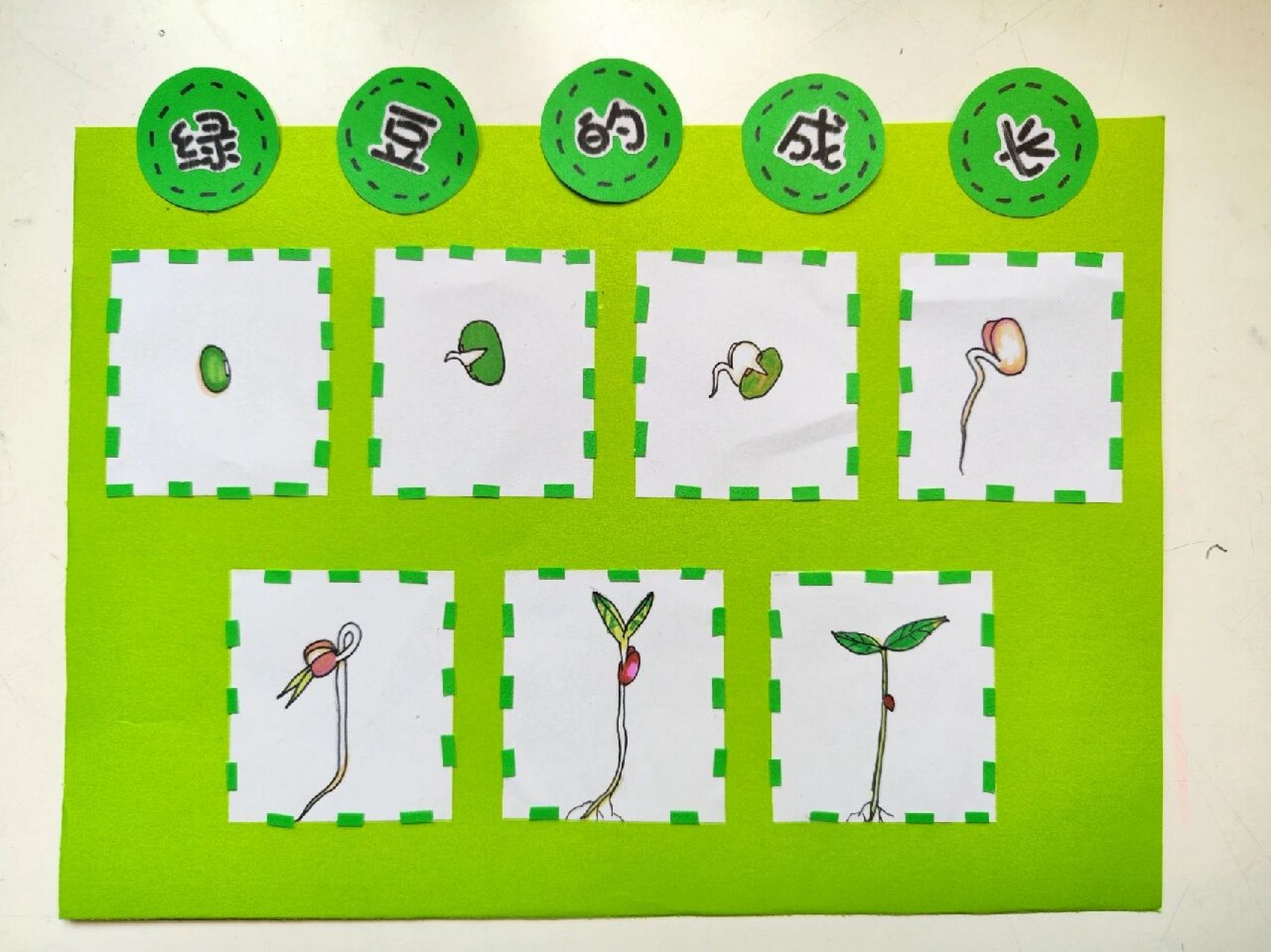 观察绿豆的生长