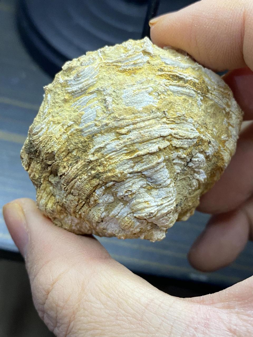 珊瑚化石 泥盆纪珊瑚化石,云南产,比较完整,最近很少遇到这样完整的小