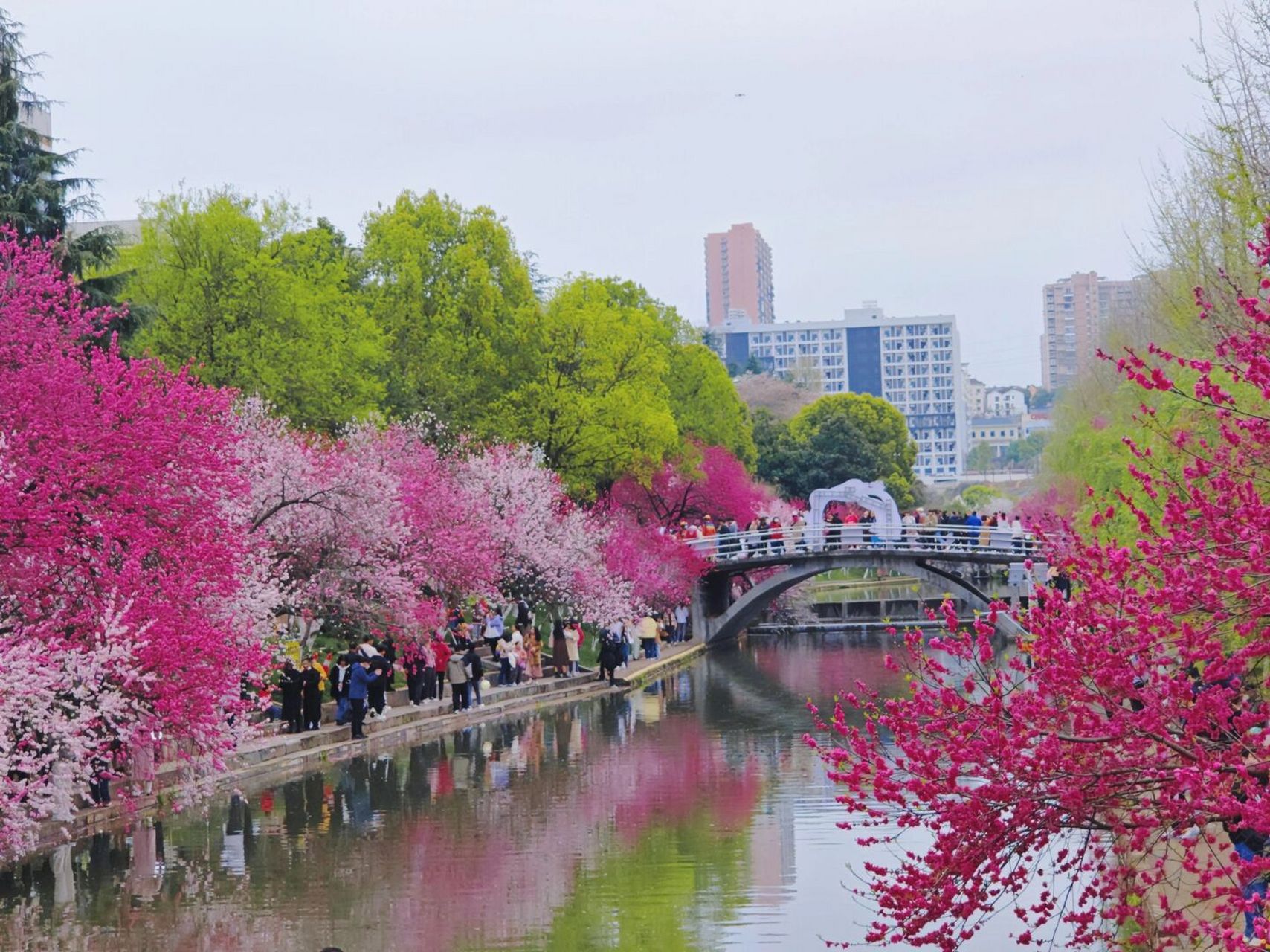 三峡大学的桃花节回归 三峡大学的桃花,始终是三月的主旋律