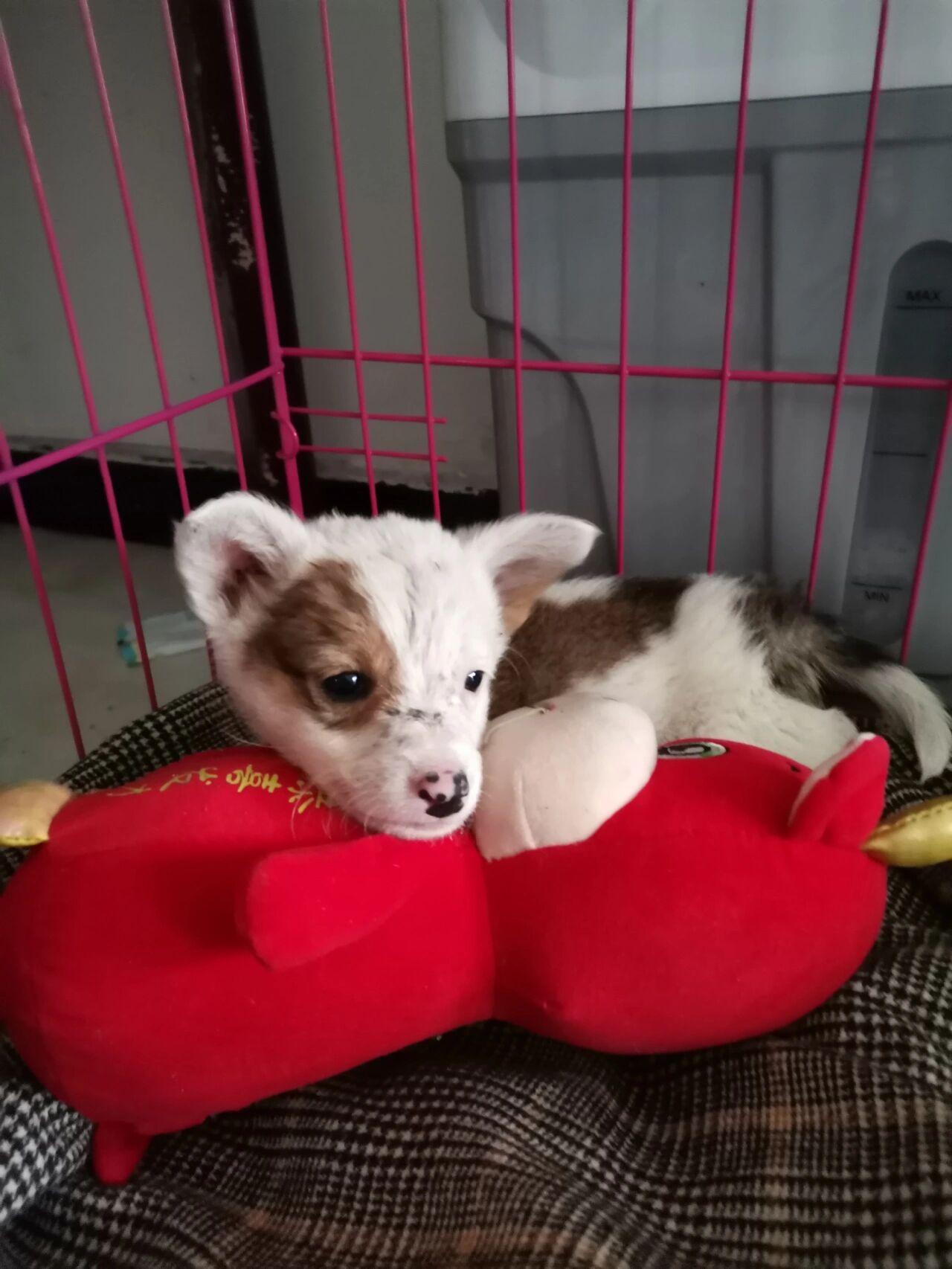 柯基比熊串串 我也有狗子了,昨天在一个帅哥那里接回家的,儿子给他取