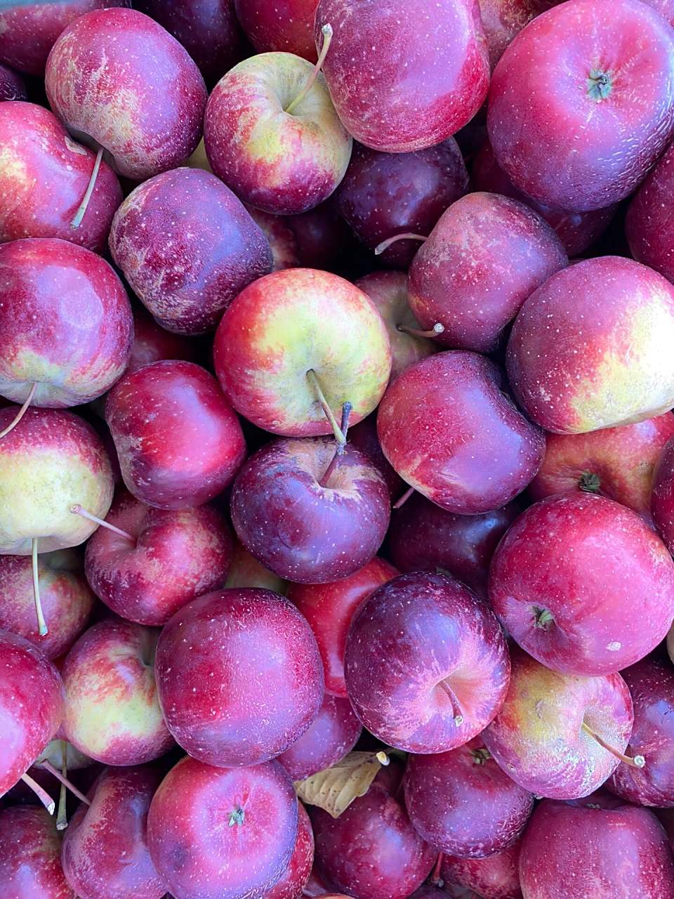 东北小苹果96龙丰大秋果 东北小苹果96 7676龙丰果 7778