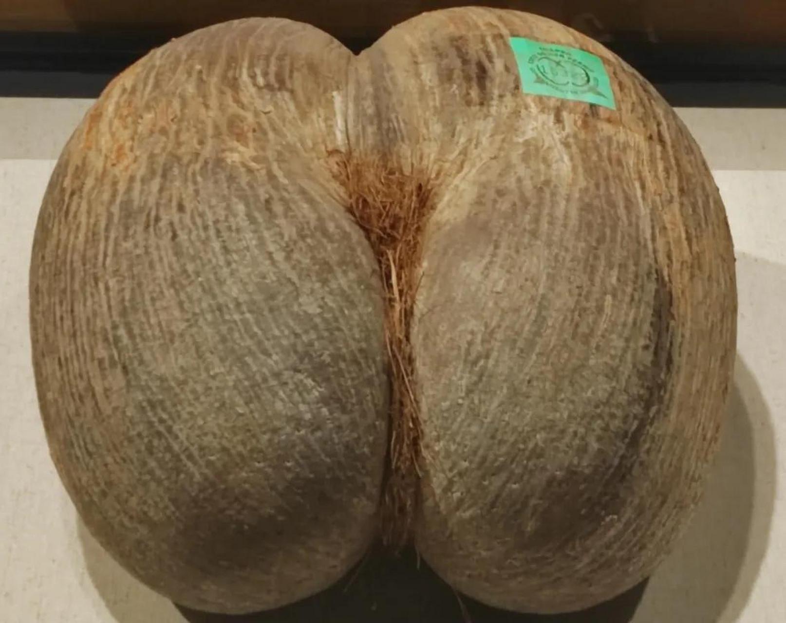 海椰子( lodoicea maldivica )亦称复椰子( double coconut ),生吃谮