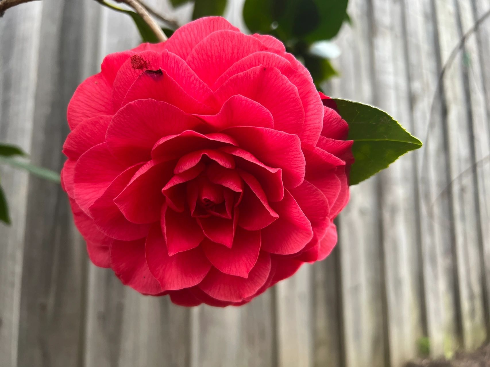 大红花朵 古代新郎红绣球 pk 老师发的大红花 	 grand marshall