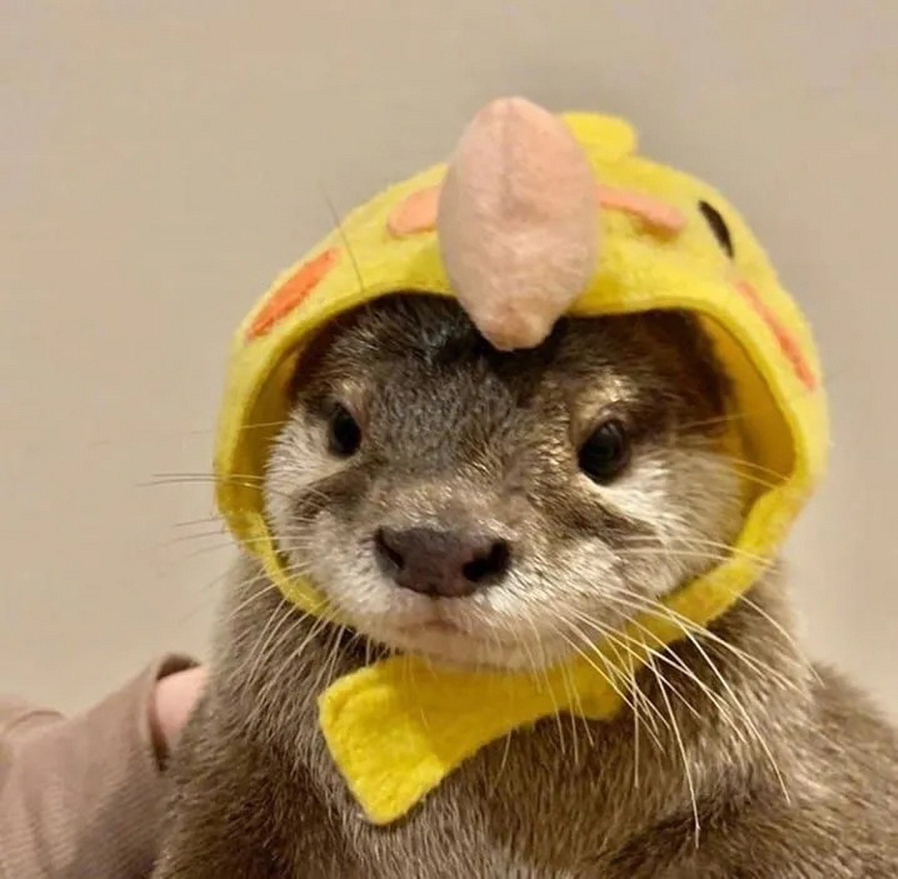 可爱小水獭头像