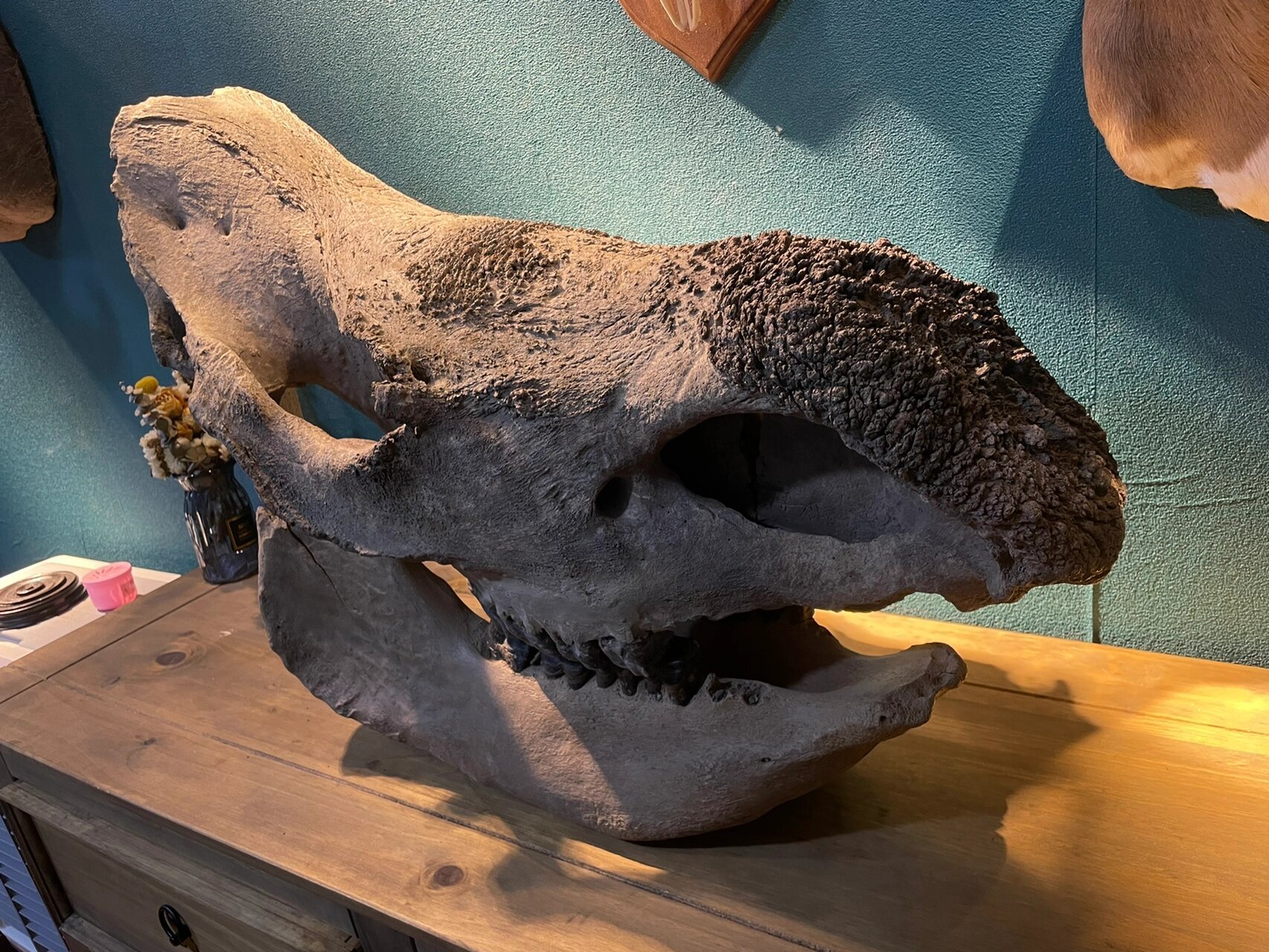 远古的问候|披毛犀头骨化石 披毛犀,学名:coelodonta antiquitatis,又