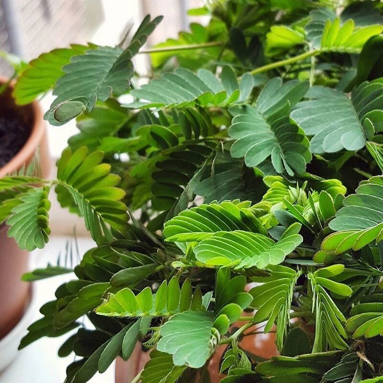 99每天认识一款植物——含羞草 97(1)学名:mimosa pudica.