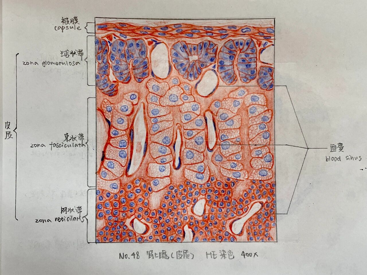 组胚绘图8-肾上腺皮质