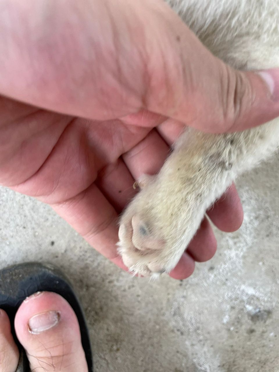 犬和狗分辨:后爪有狼趾的是犬(5个狗脚趾) 这是一种返祖现象啦,犬也是