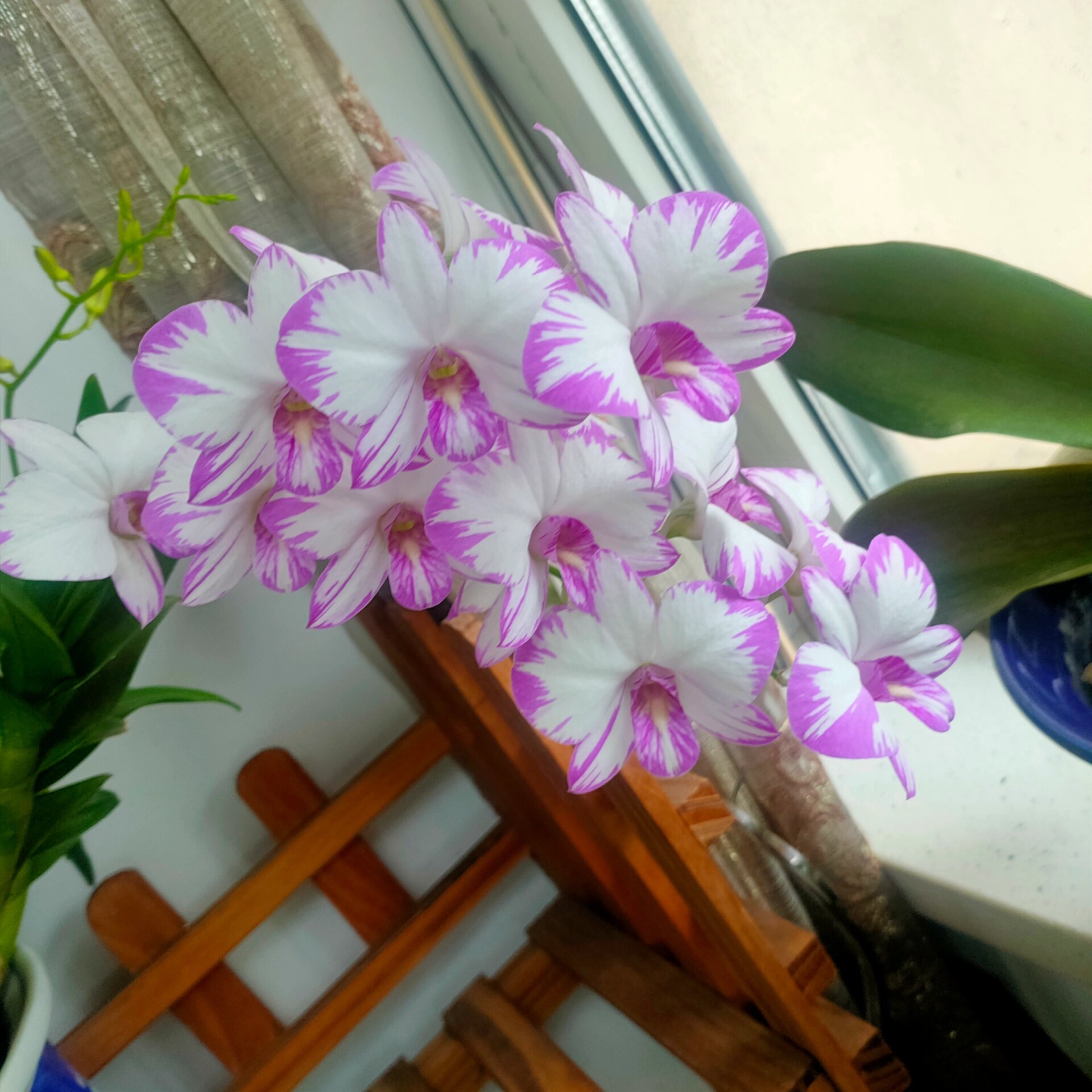 四季常开の泼墨秋石斛