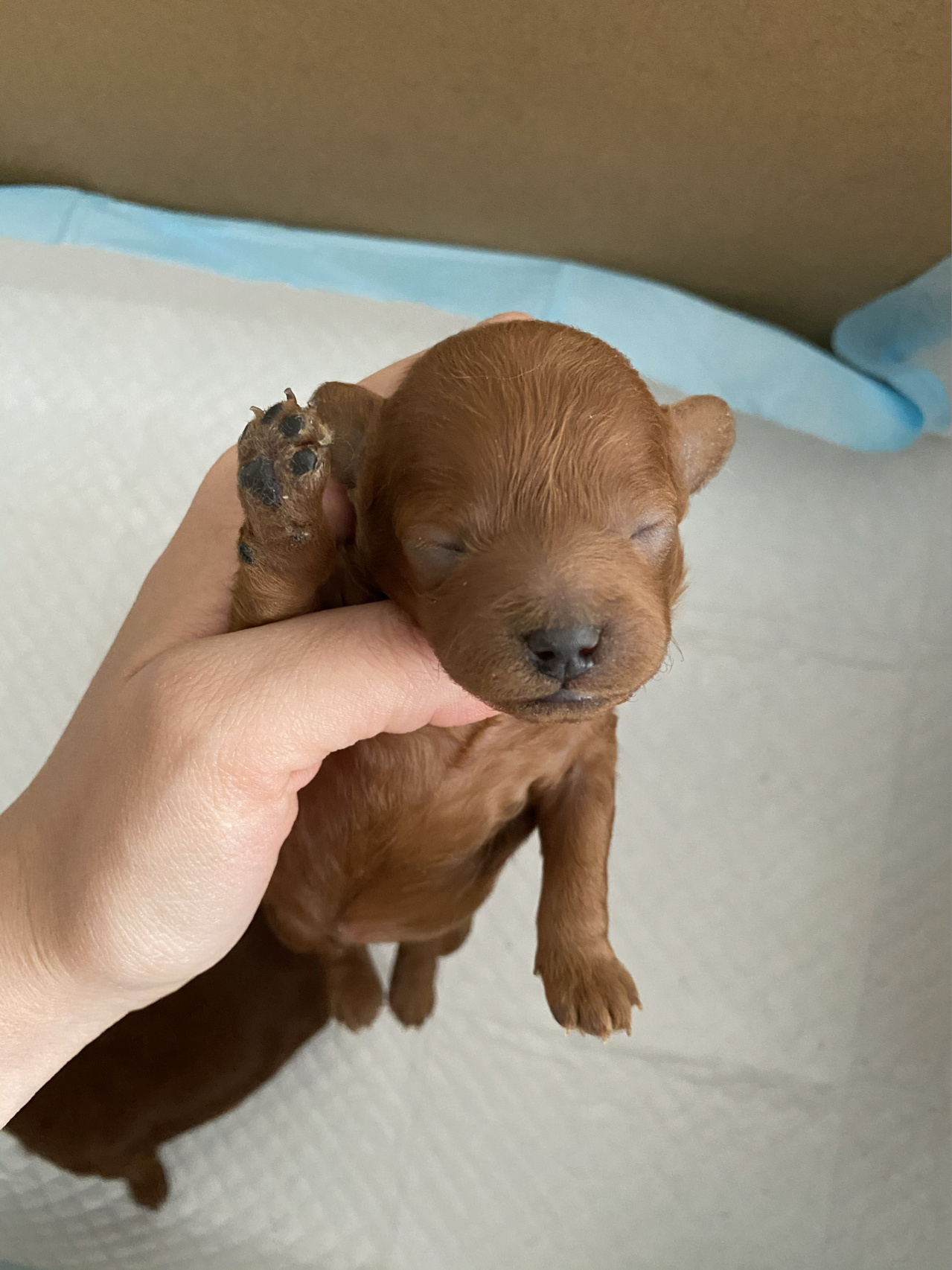 小泰迪出生第8天 今天是破壳第8天  应该再有5~7天就睁眼睛啦 真是太