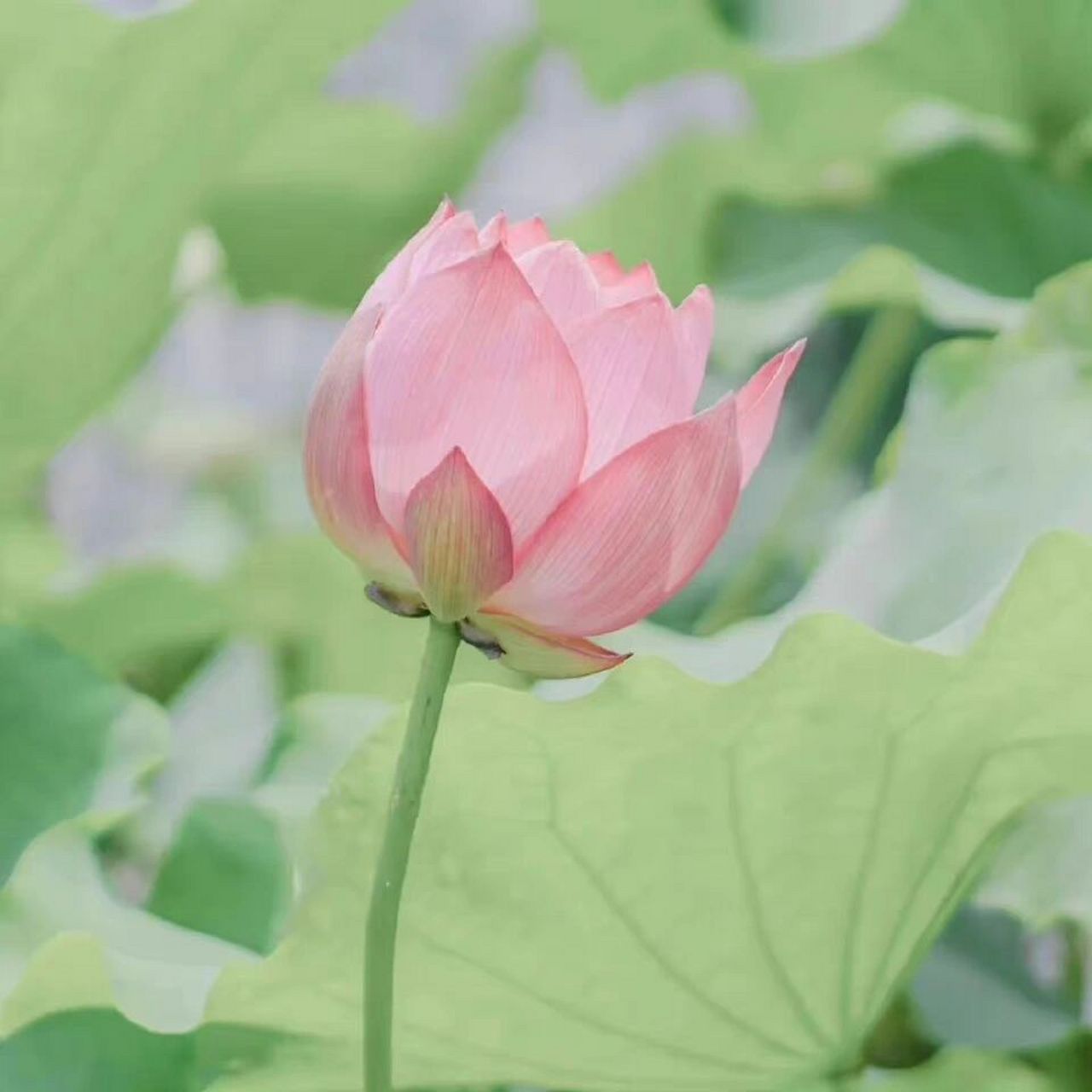 超火佛系荷花头像 佛系女孩必备 快点/他一起用吧