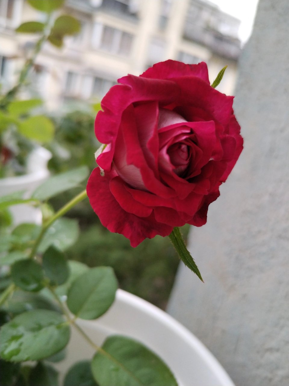 莫妮卡61贝鲁奇 | 月季 这是一款以意大利影星莫妮卡61贝鲁奇命名