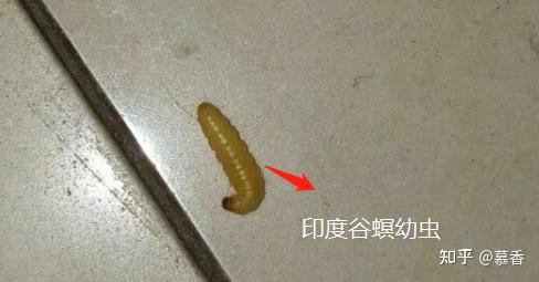 白色的虫子 蠕动图片