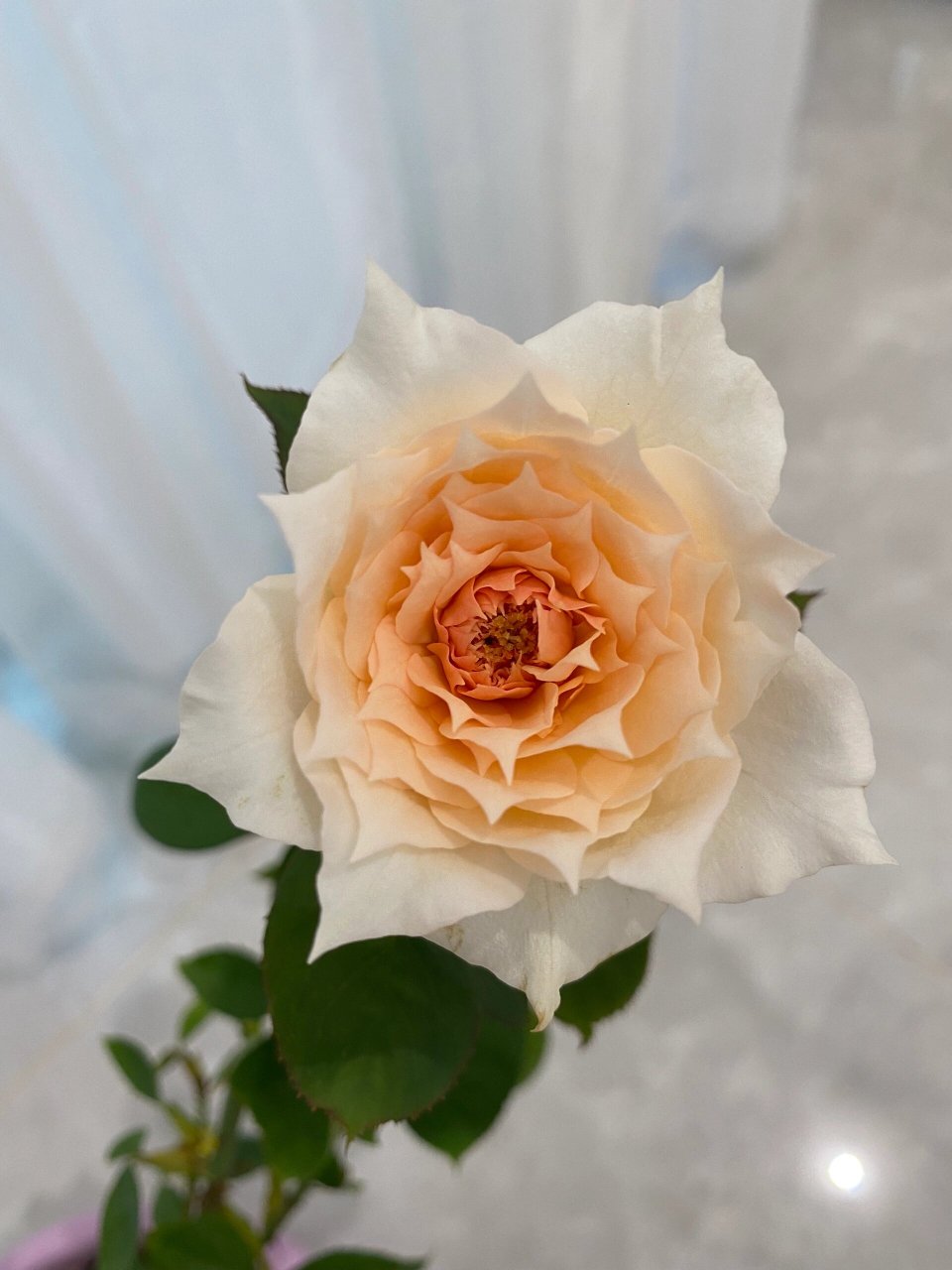 莫妮卡戴维最适合广东最美月季三仙女之一 从5月只有四根细细的枝条奶